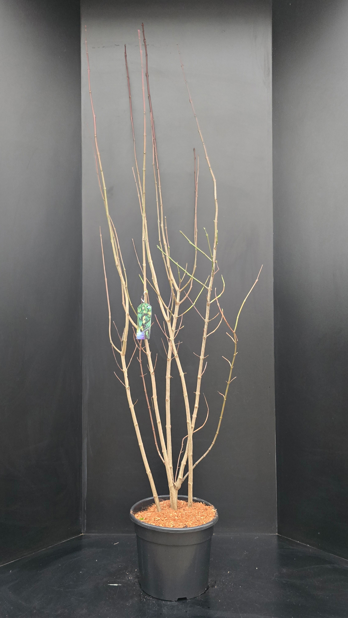 Staphylea colchica, D 34