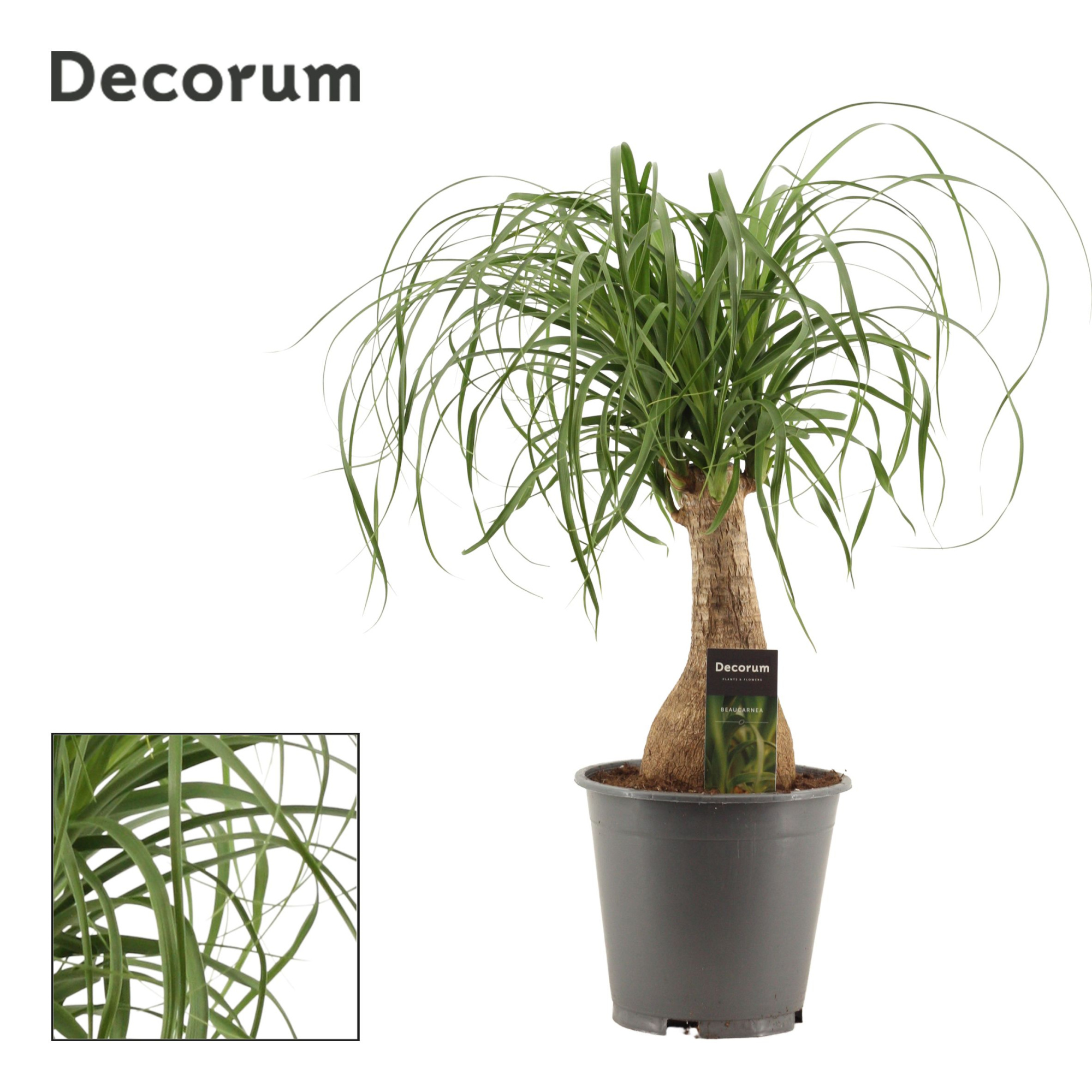 Beaucarnea Recht 19 cm Containerpot (Decorum), D 19