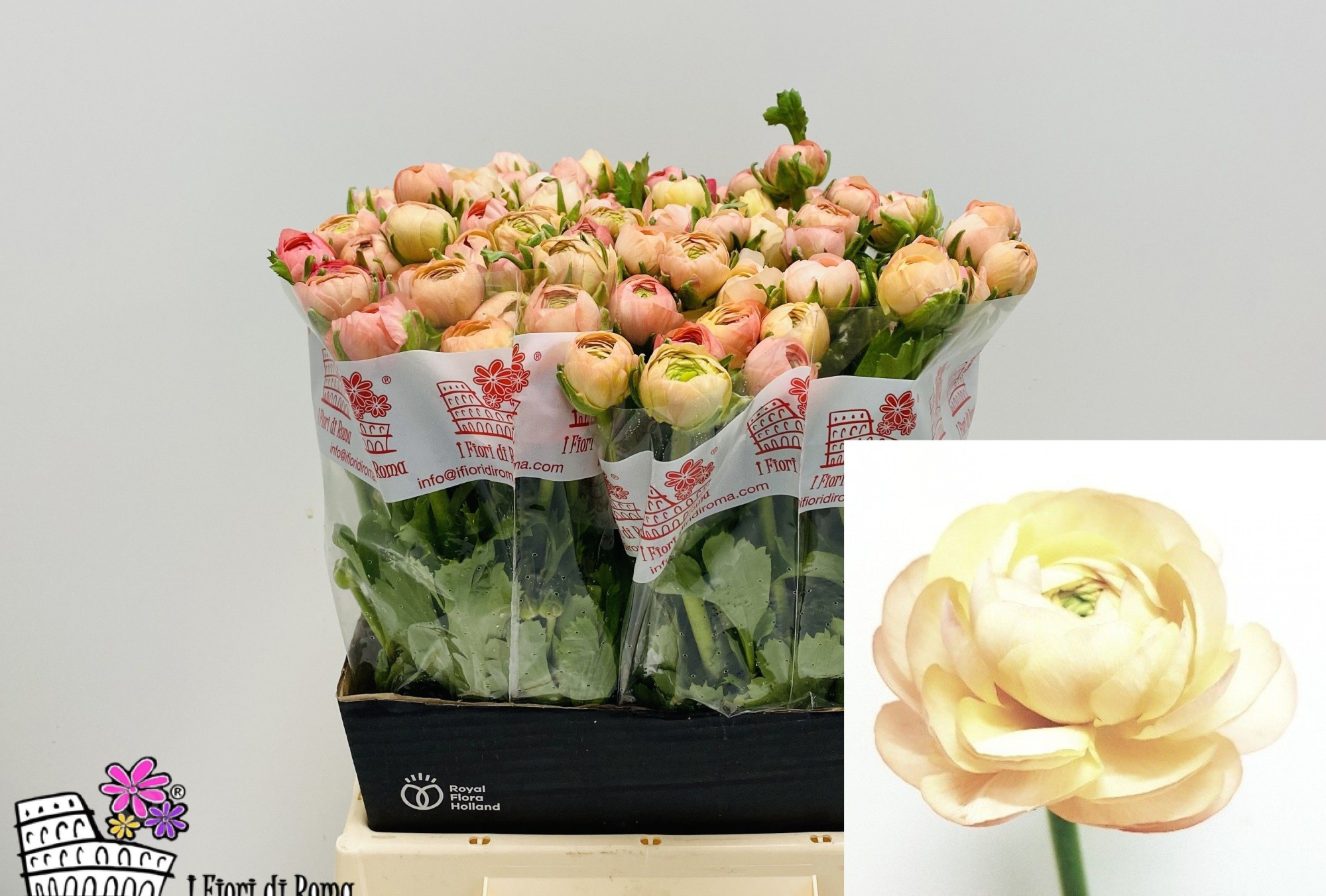 Ранункулус Дольче Вита Салмон 45 (сальм.), шт.