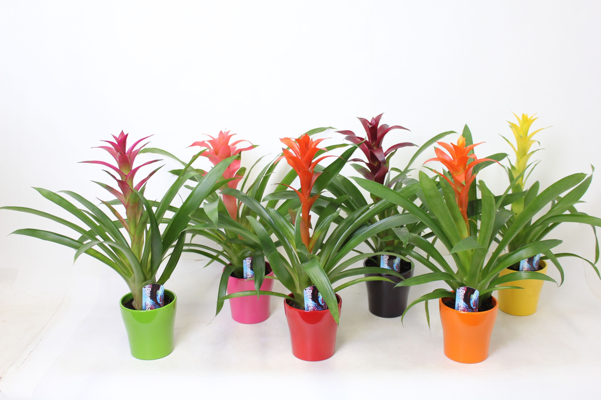 Guzmania Mix In Anna Keramiek, D 12