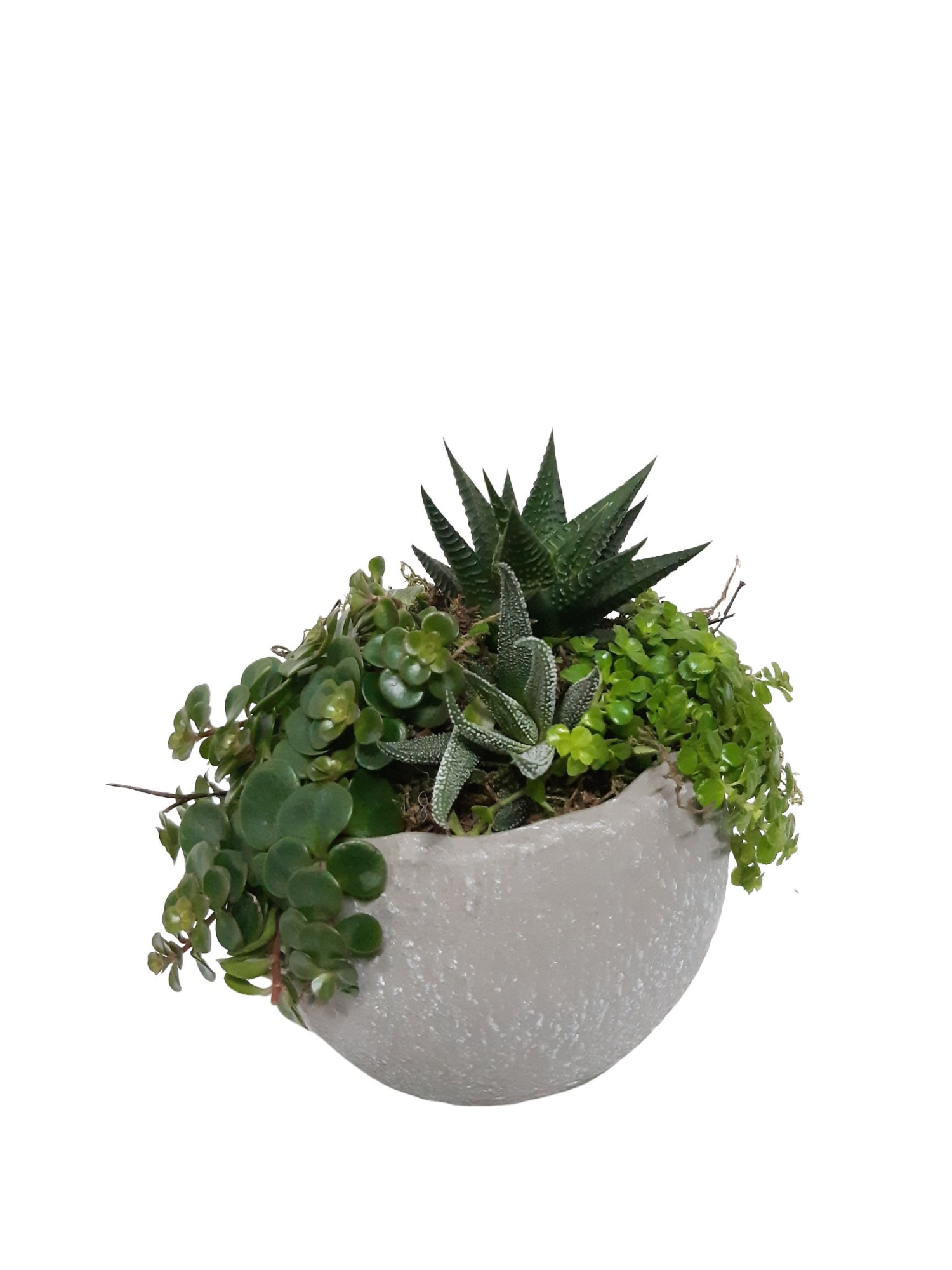 GG15GMX Green Globe 15cm mini plantmix, D 15