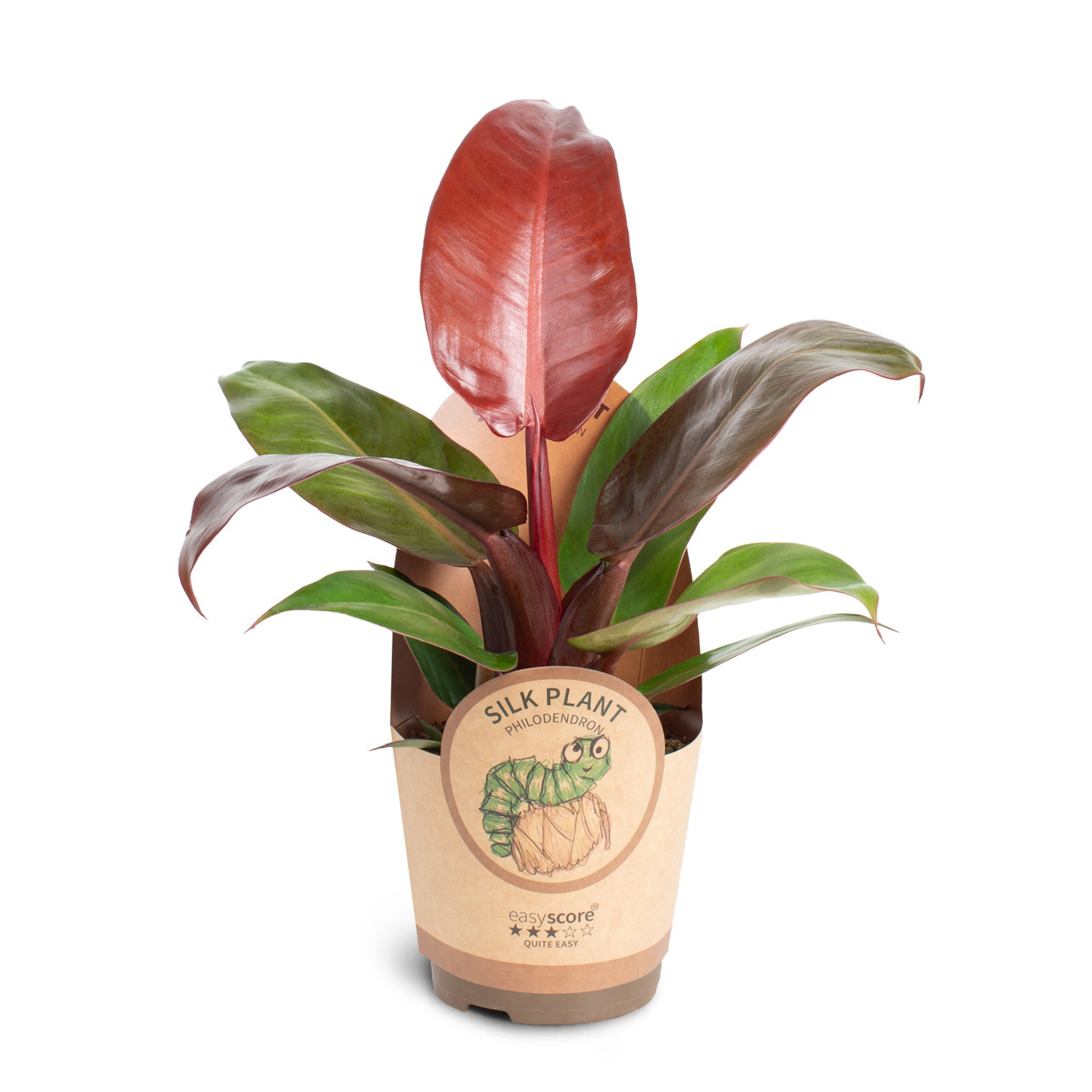 Philodendron ´Cherry Red´, D 11