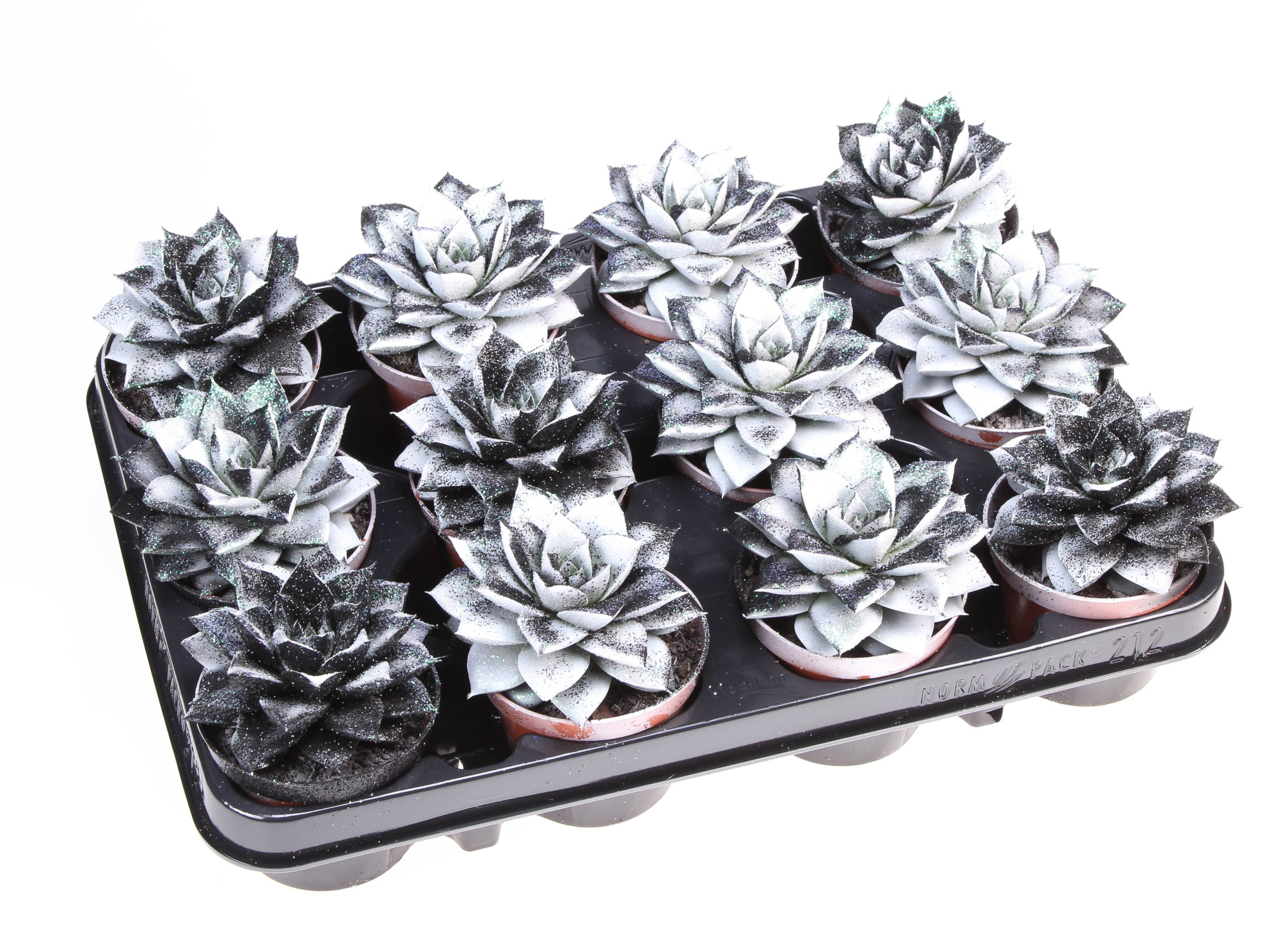 Purper black&white + bio glitter, D 8,5