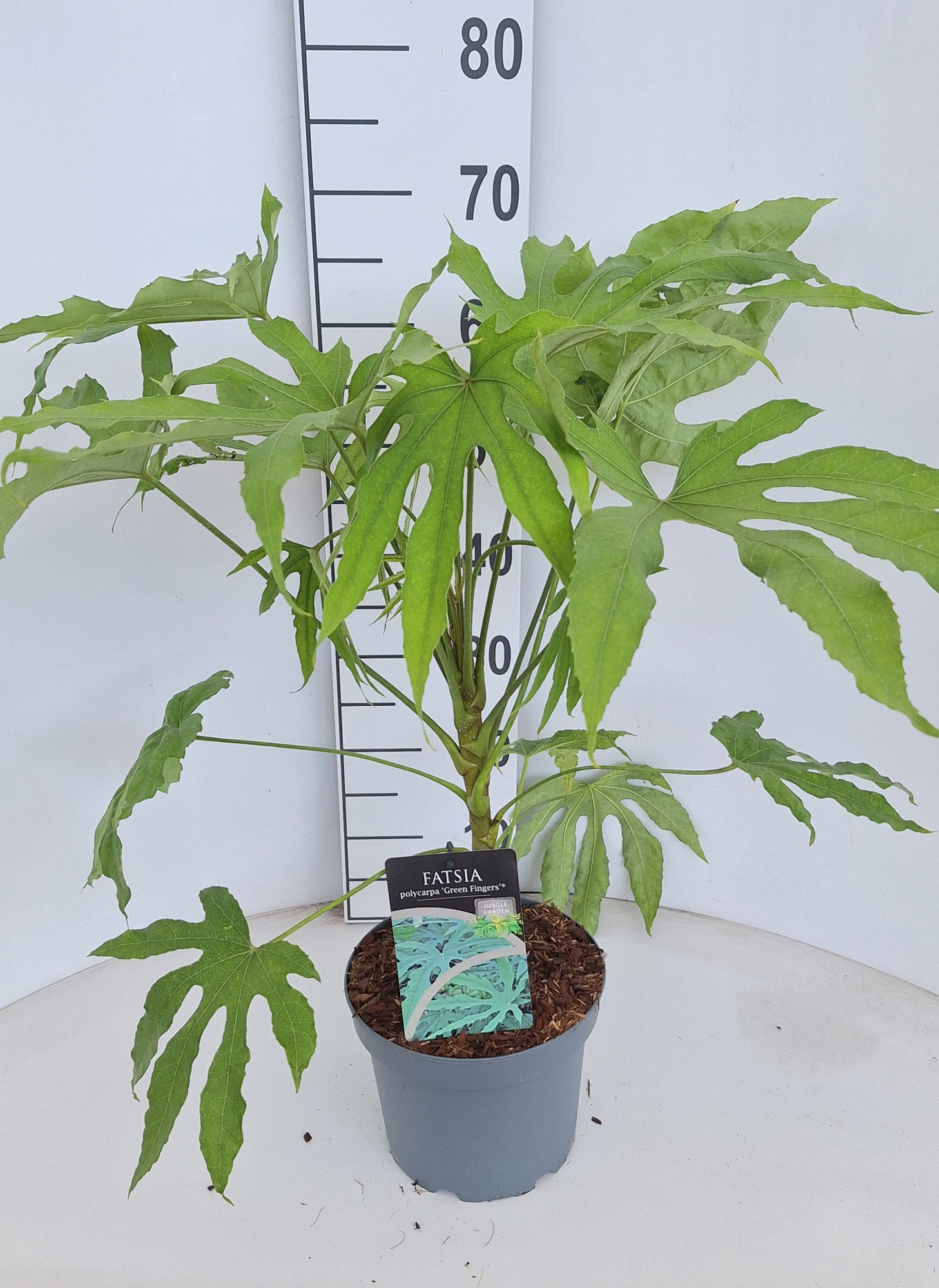 Fatsia polycarpa Green Fingers, D 21