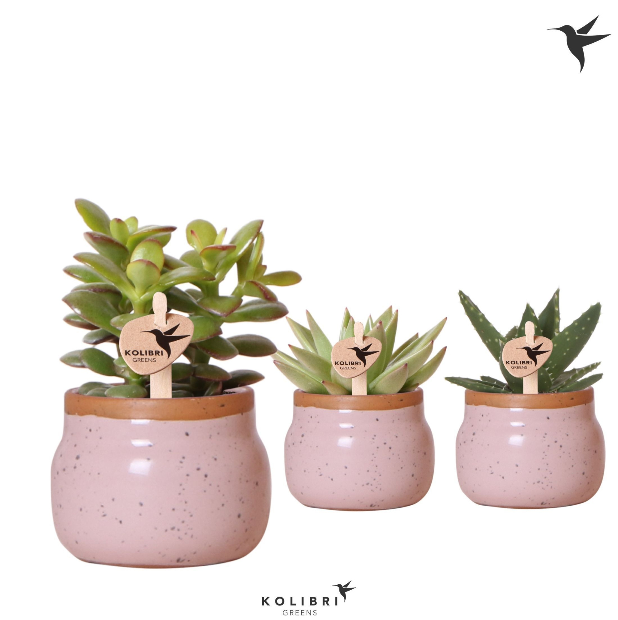 Kolibri Greens Succulenten mix in Vintage Bowl pot pink, D 6