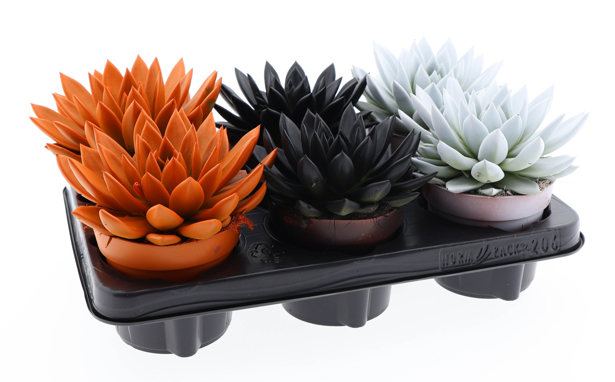 Halloween rainbow mix, D 12