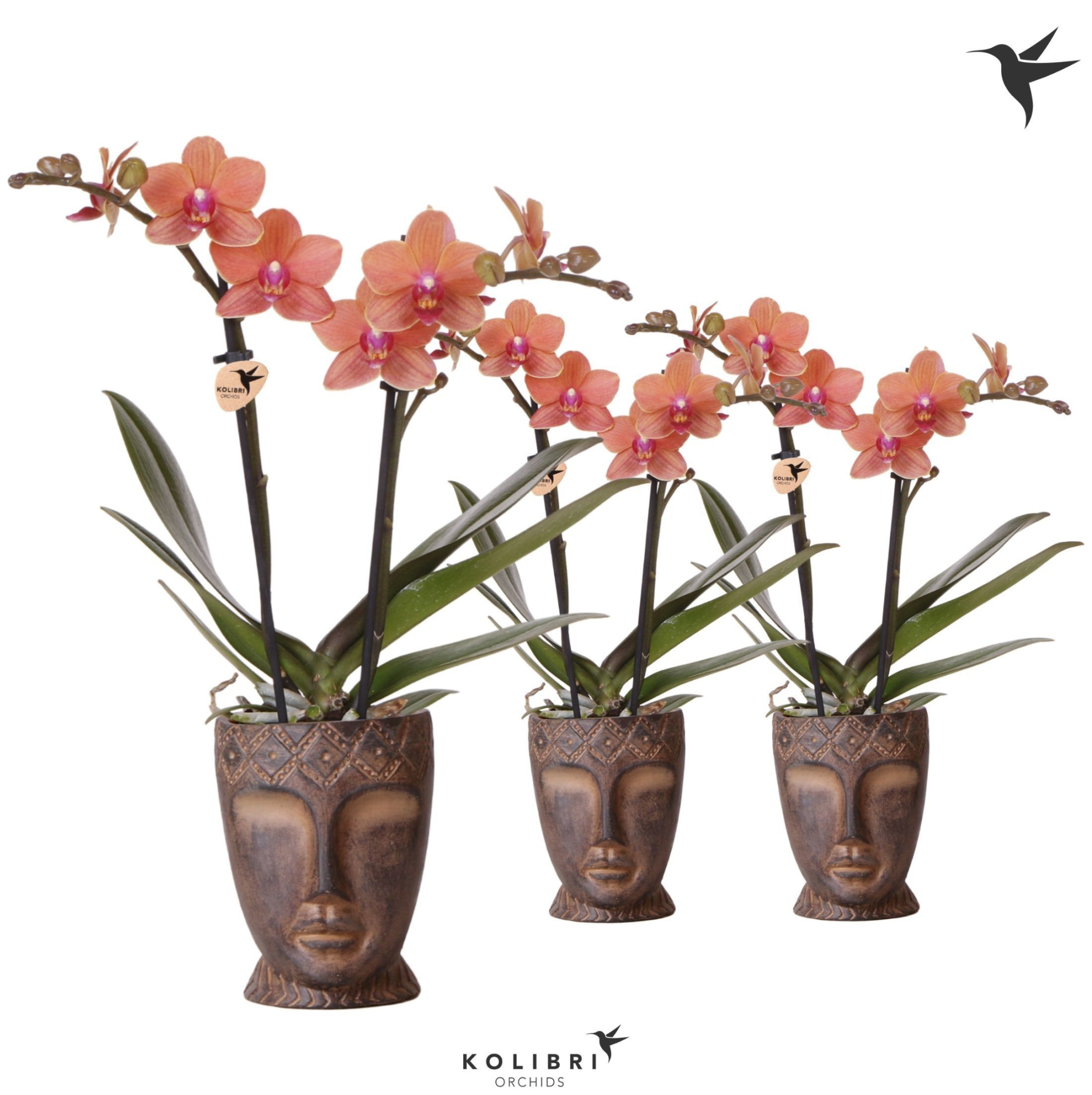 Kolibri Orchids Phalaenopsis orange 2 spike in Totem Mask pot, D 9