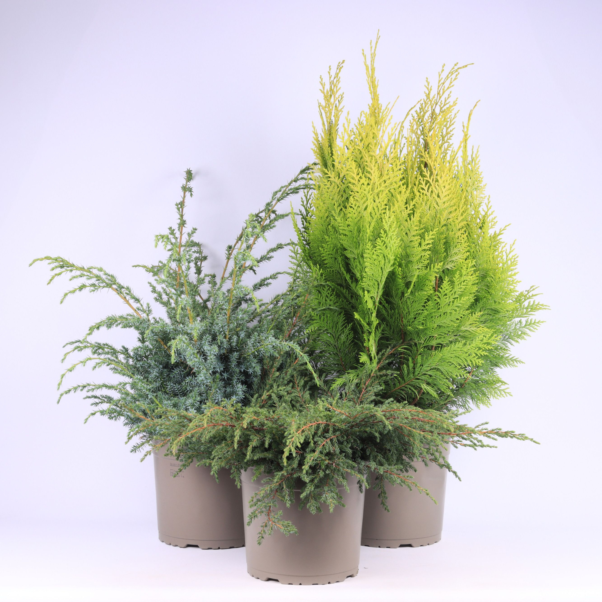 Coniferen overig gemengd, D 23