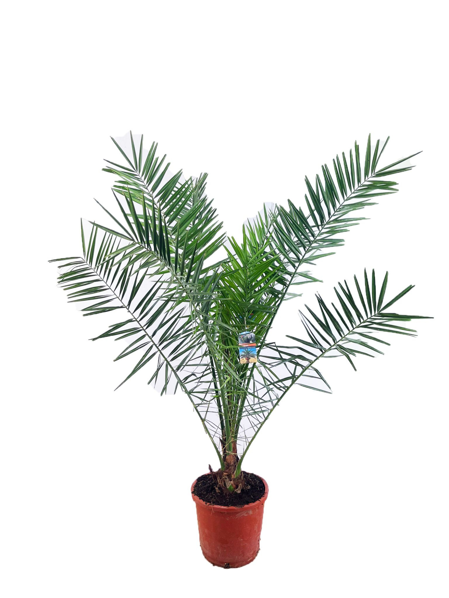 Phoenix canariensis, D 35