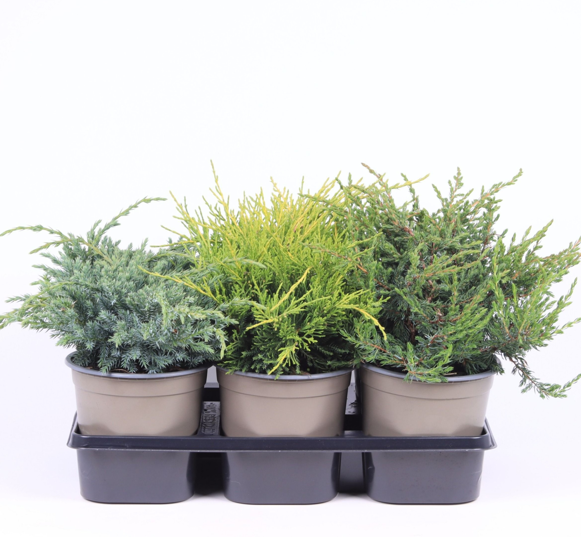 Juniperus gemengde bak, D 15