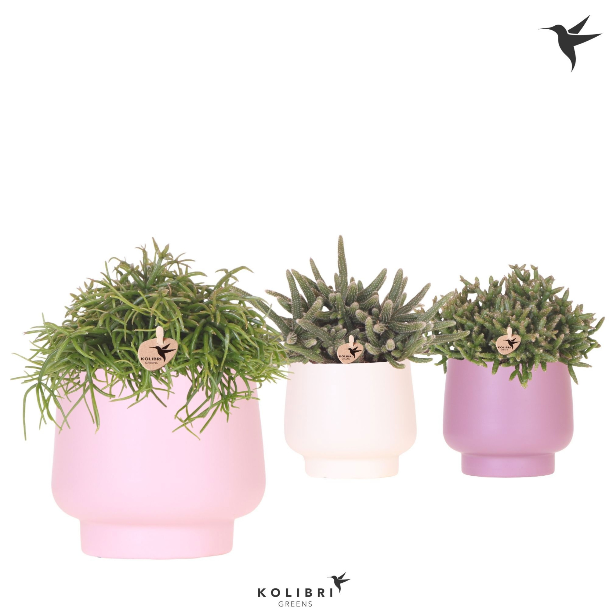 Kolibri Greens Rhipsalis mix in Scandic pot pink mix, D 12