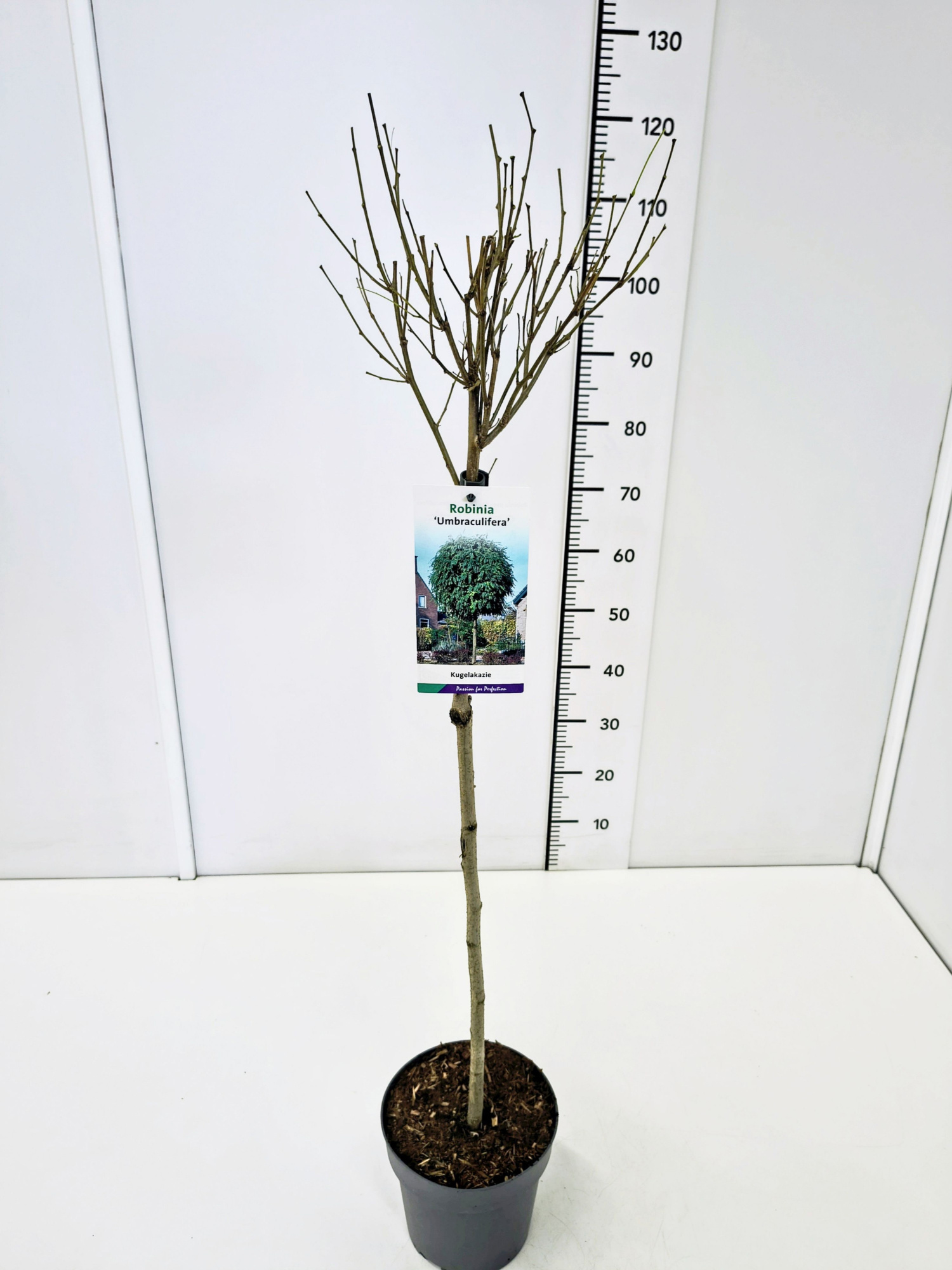 Robinia ps. 'Umbraculifera' 60CMSTC3, D 19