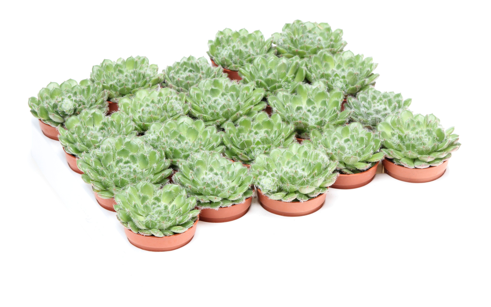 Echeveria cliata, D 5,5