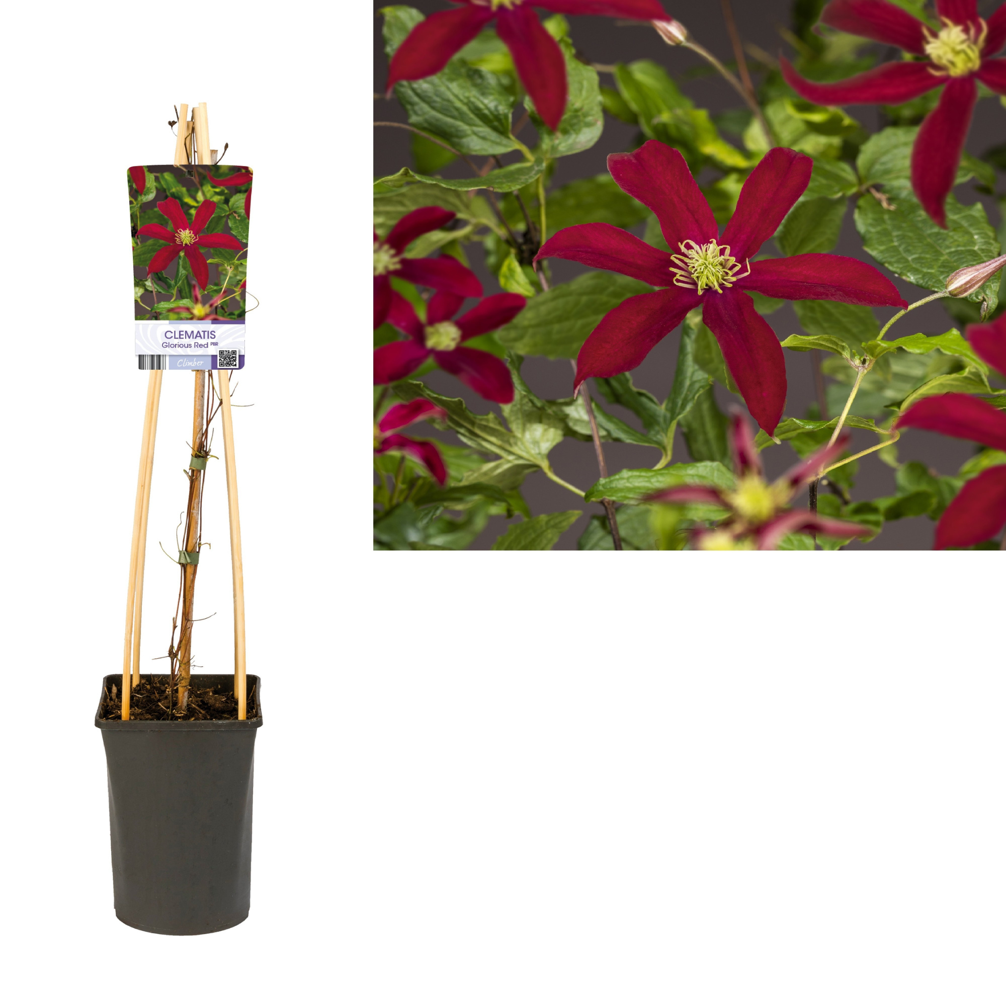 Clematis Glorious Red PBR +light label, D 17