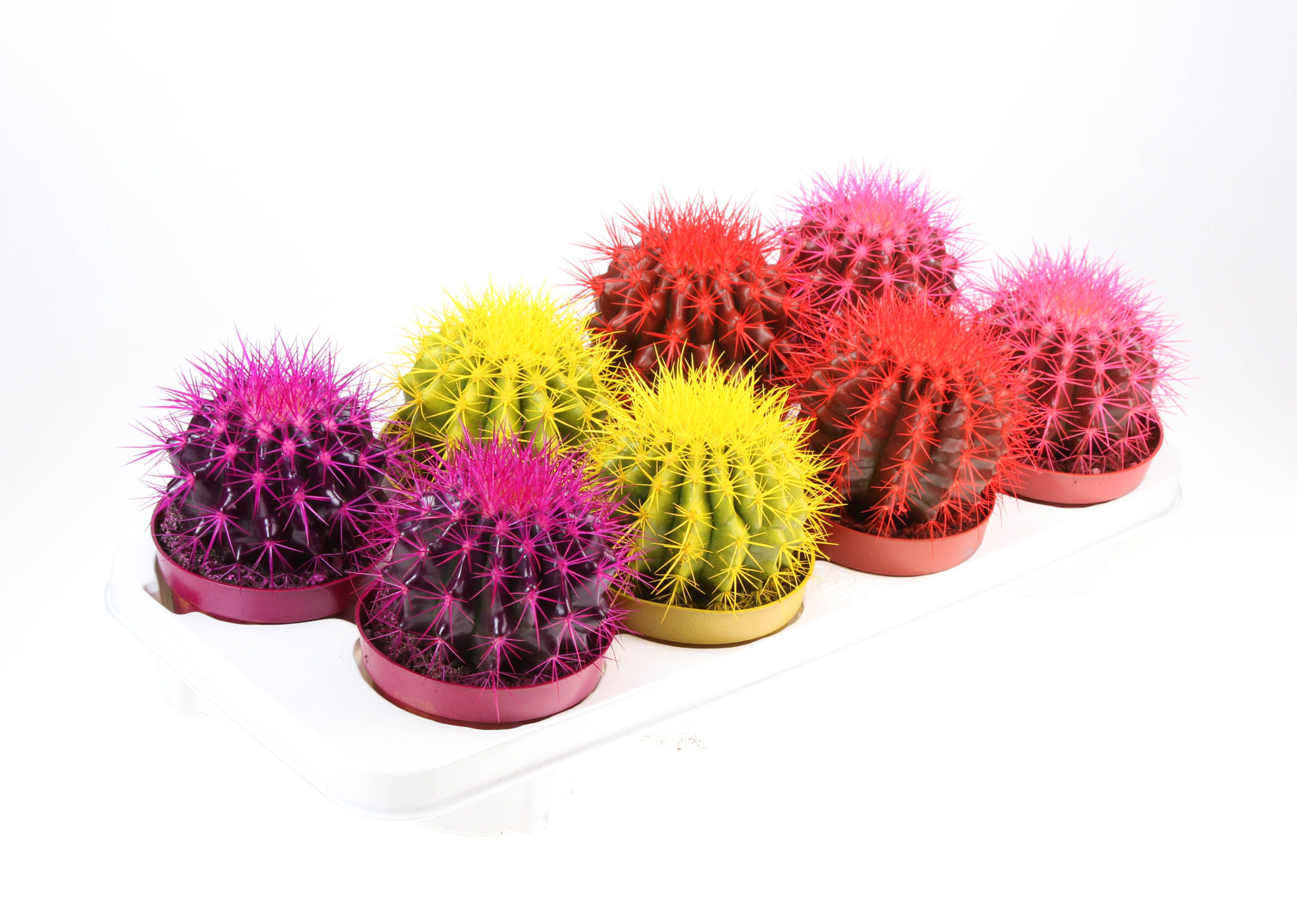 Rainbow cactus Grusonii mix, D 12