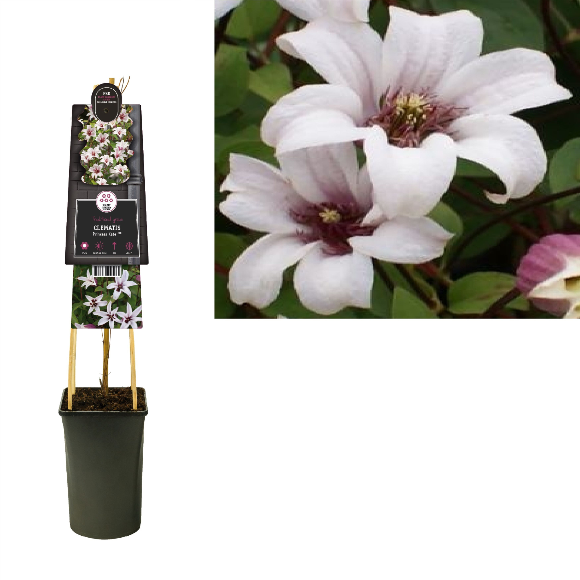 Clematis Princess Kate PBR +3.0 label, D 17
