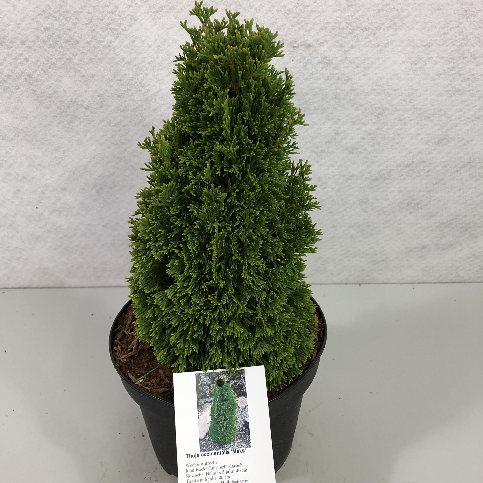 Thuja occidentalis 'Maks', D 19