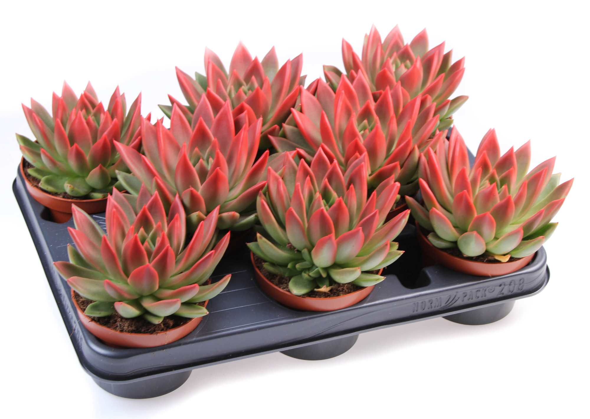 Miranda red tips, D 10,5