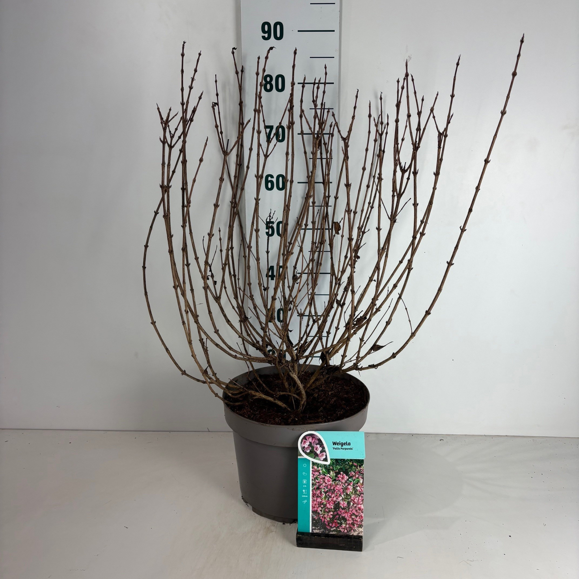 Weigela florida Foliis Purpureis, D 29