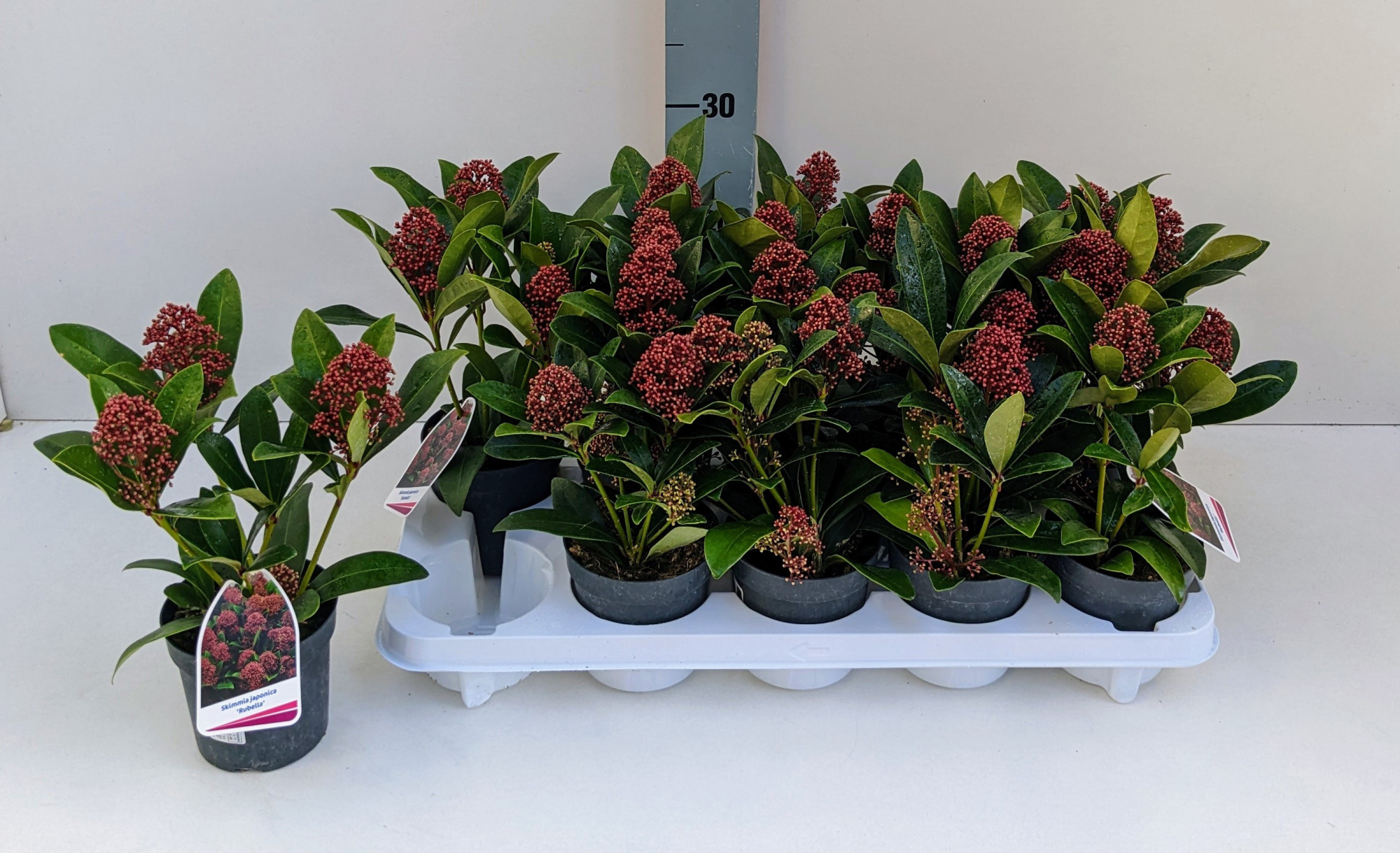 Skimmia Rubella 3 Dolder 11T, D 11