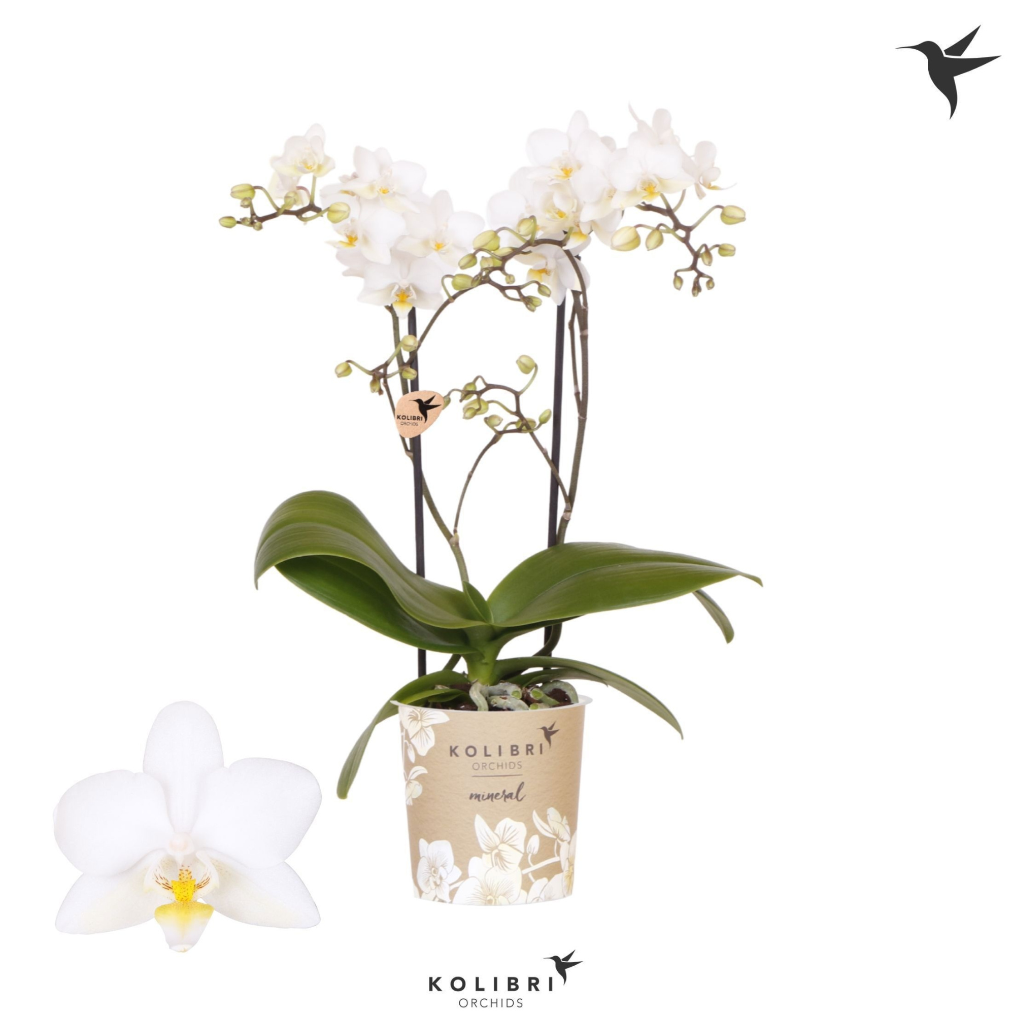 Kolibri Orchids Phalaenopsis Cuba 2 spike, D 9