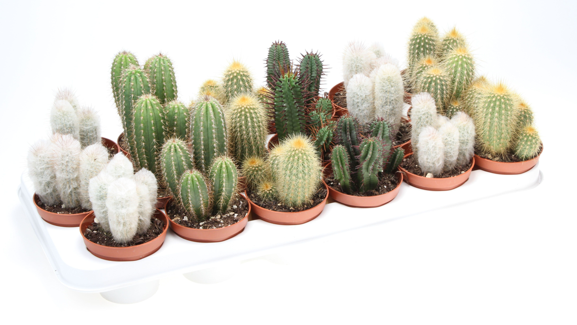 Cactus zuil mix, D 8,5