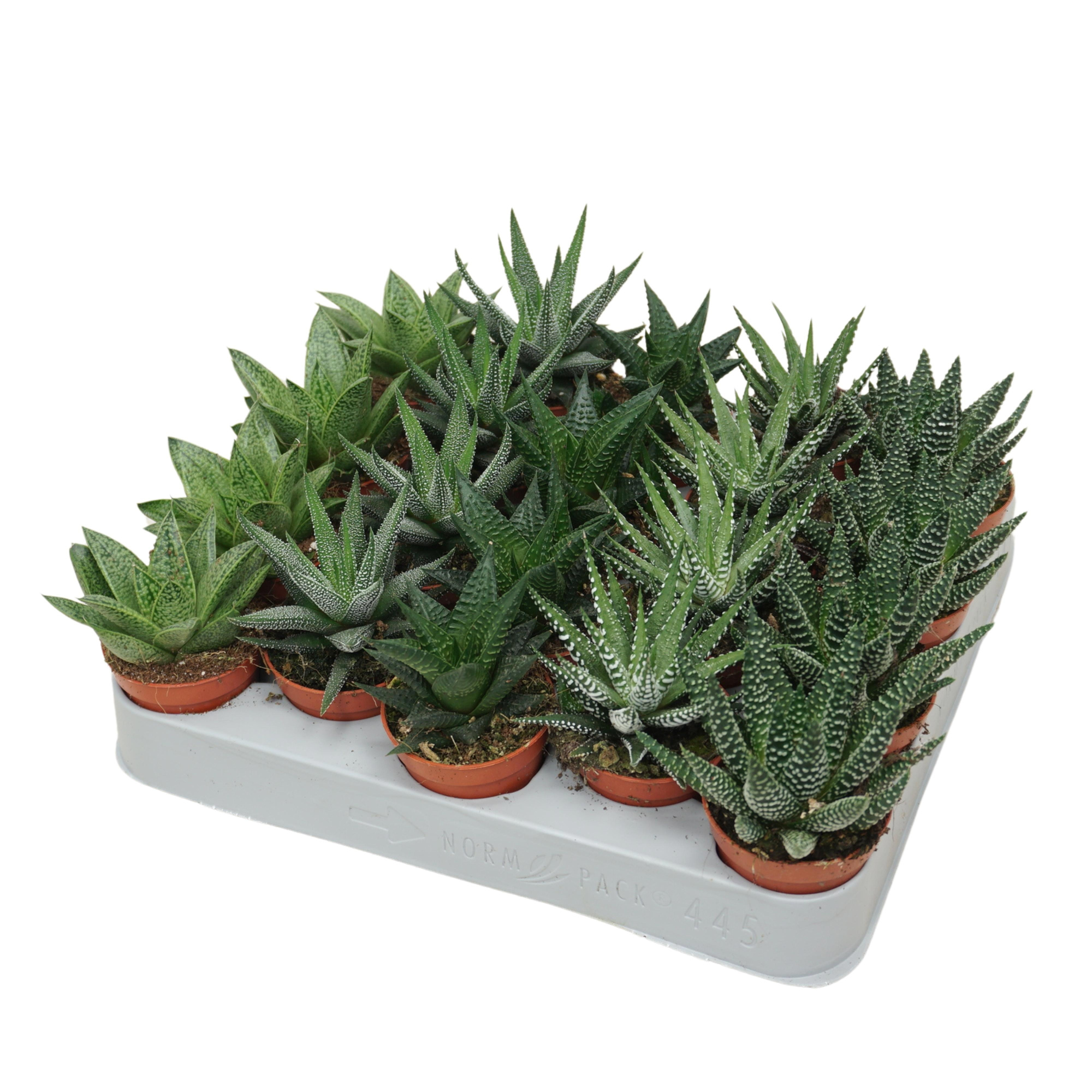 Aloë/Haworthia mix 5,5 cm, D 5,5