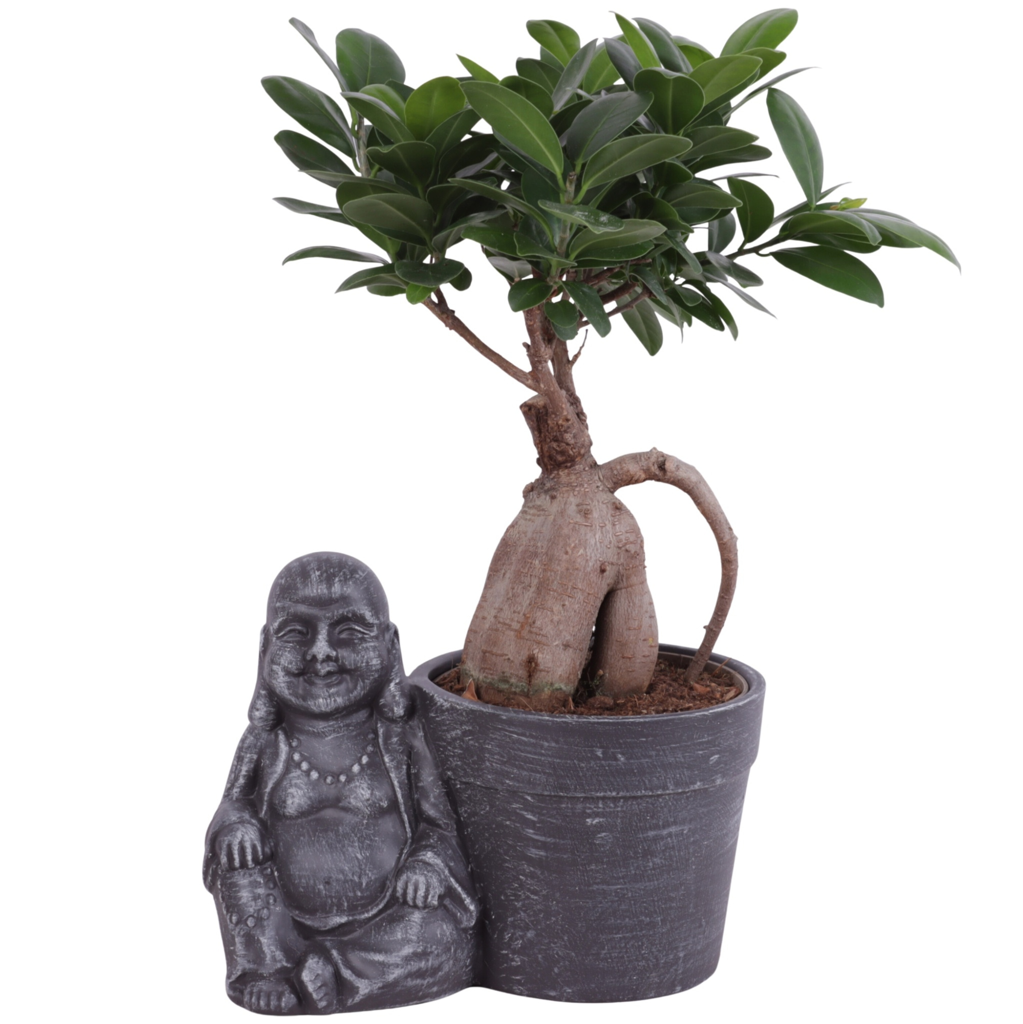 Ficus m. Ginseng Ball Shape Ø12cm in Ceramic Sitting BuddhaØ21cm, D 21