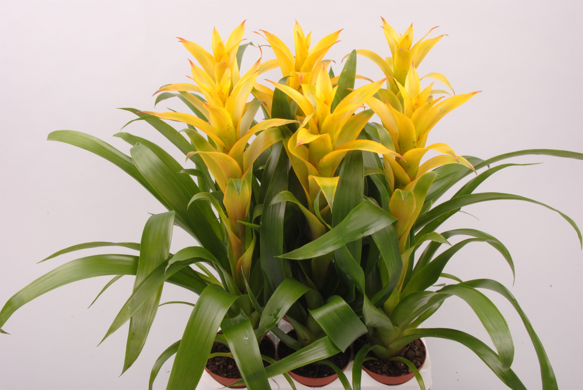 Guzmania Mirador, D 9