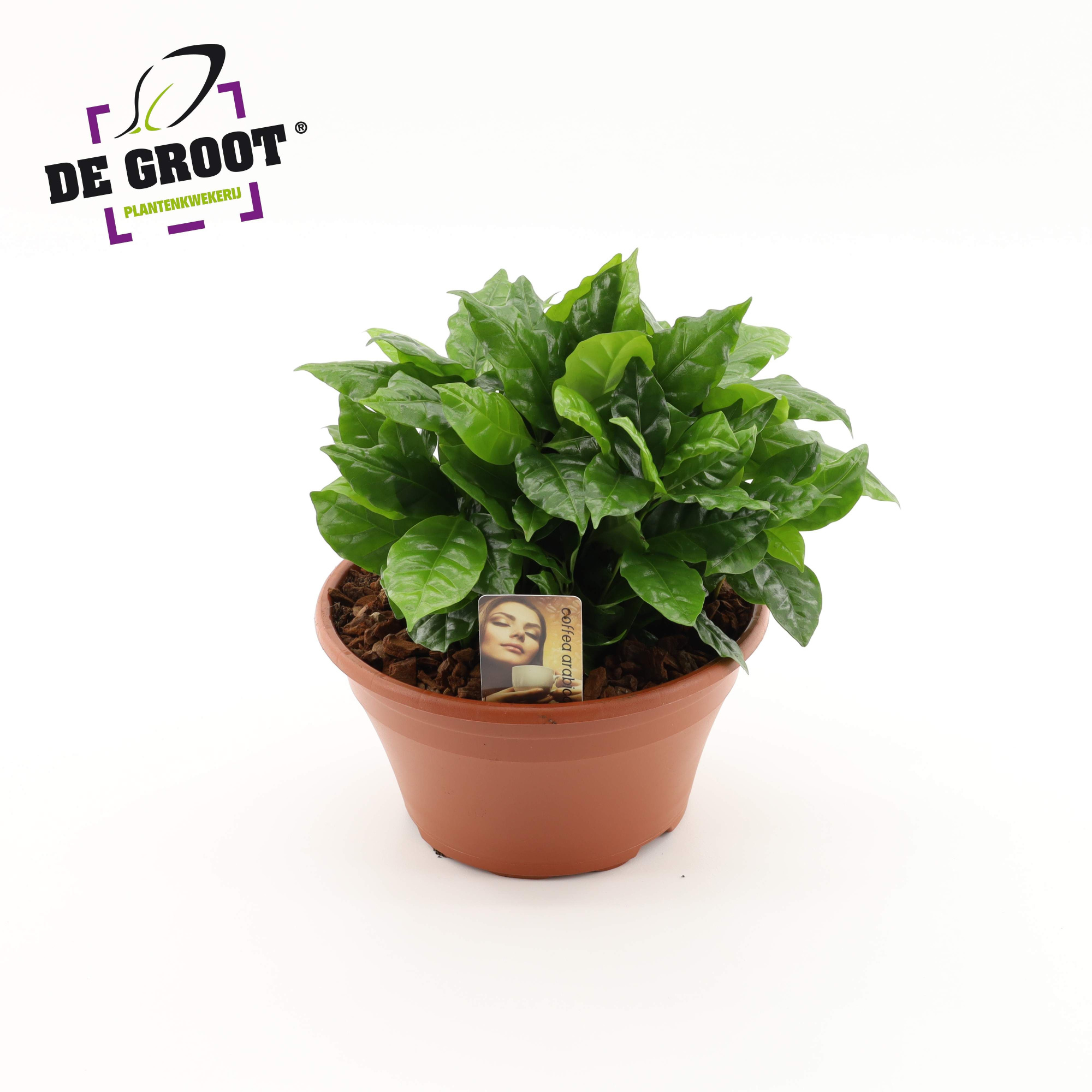 Coffea Arabica in kunststofschaal, D 23
