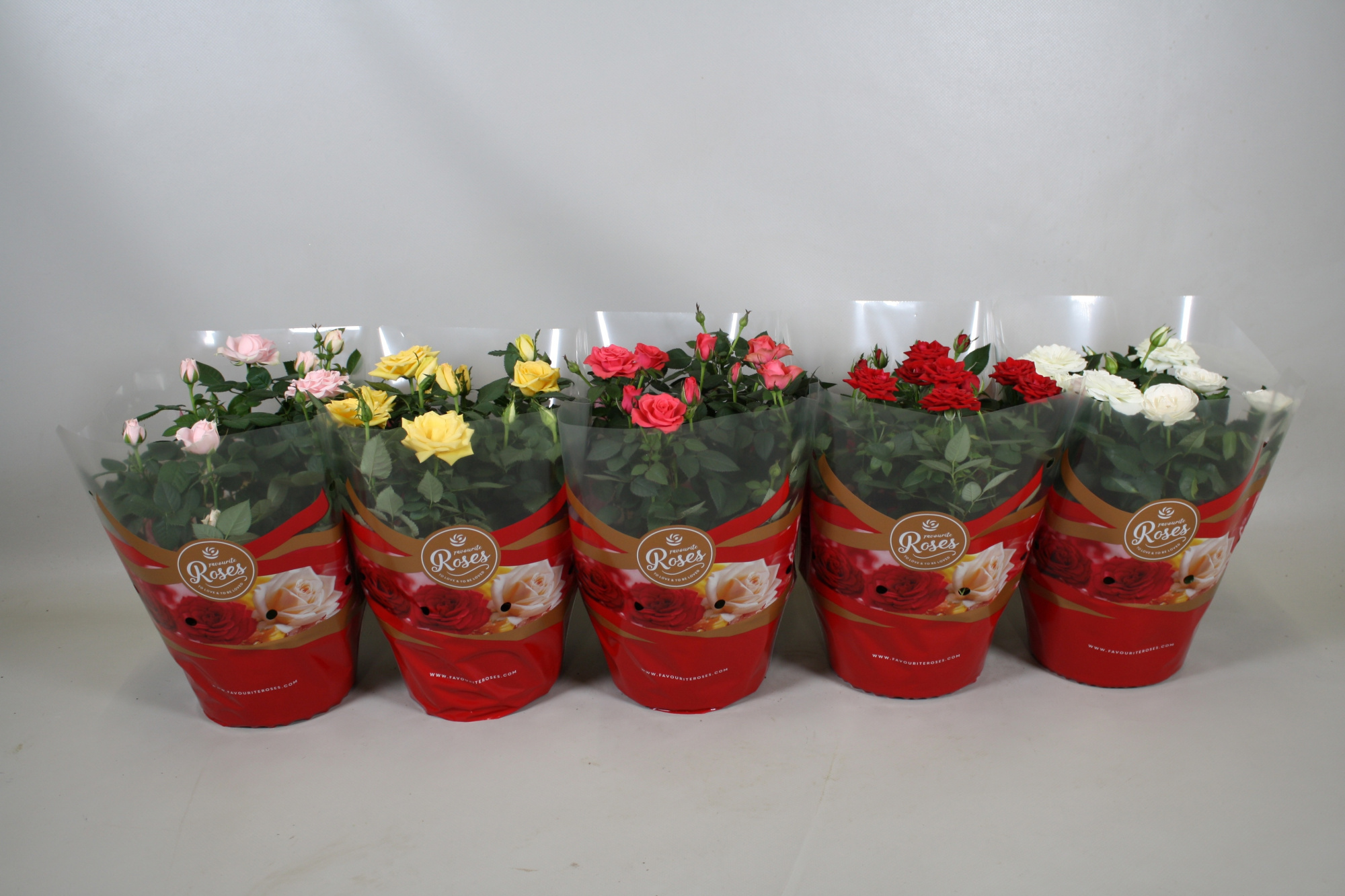 Rosa Favourite Roses diversen per laag/kar+seizoenshoes, D 20