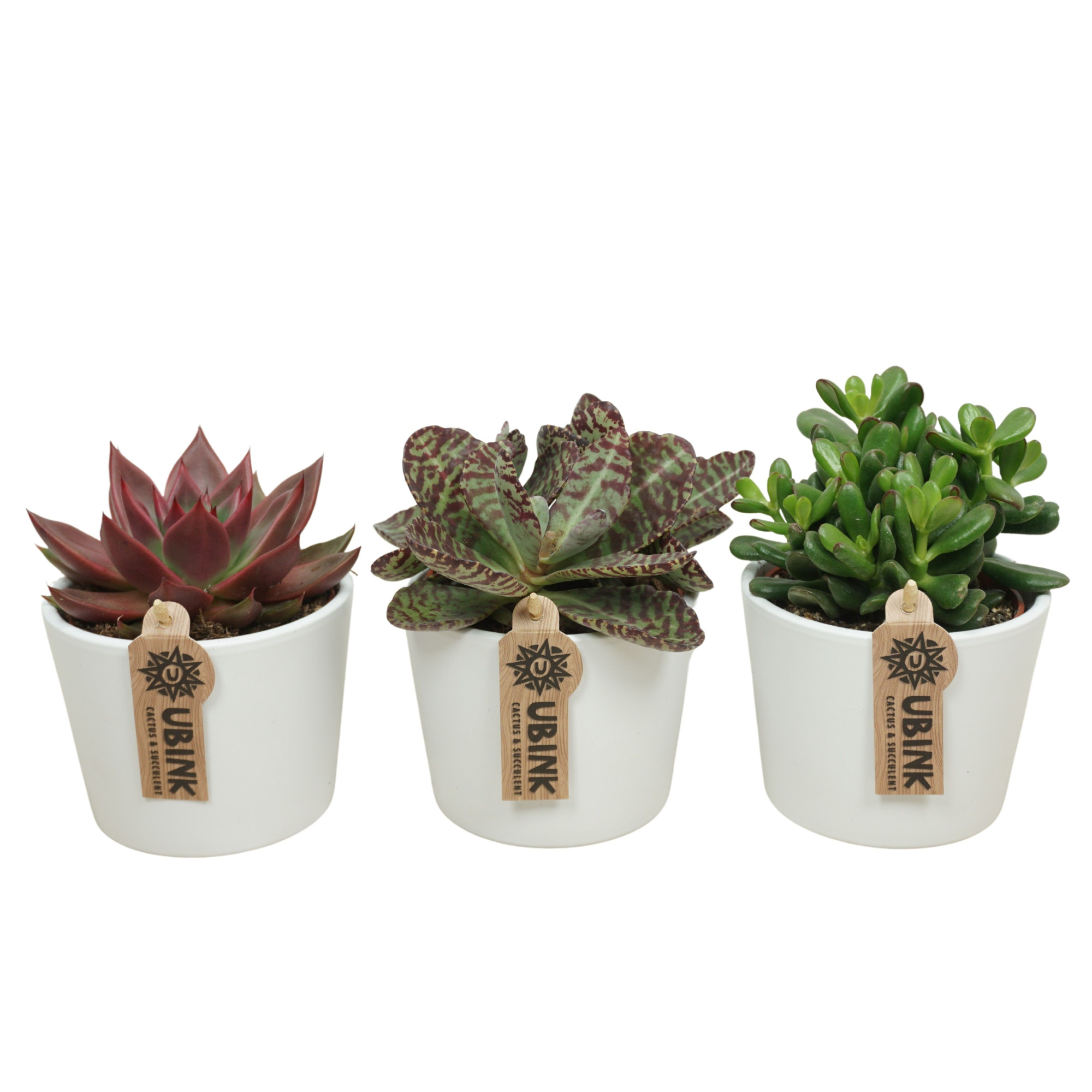 Succulenten mix in 12 cm 'Witte Pot', D 10,5