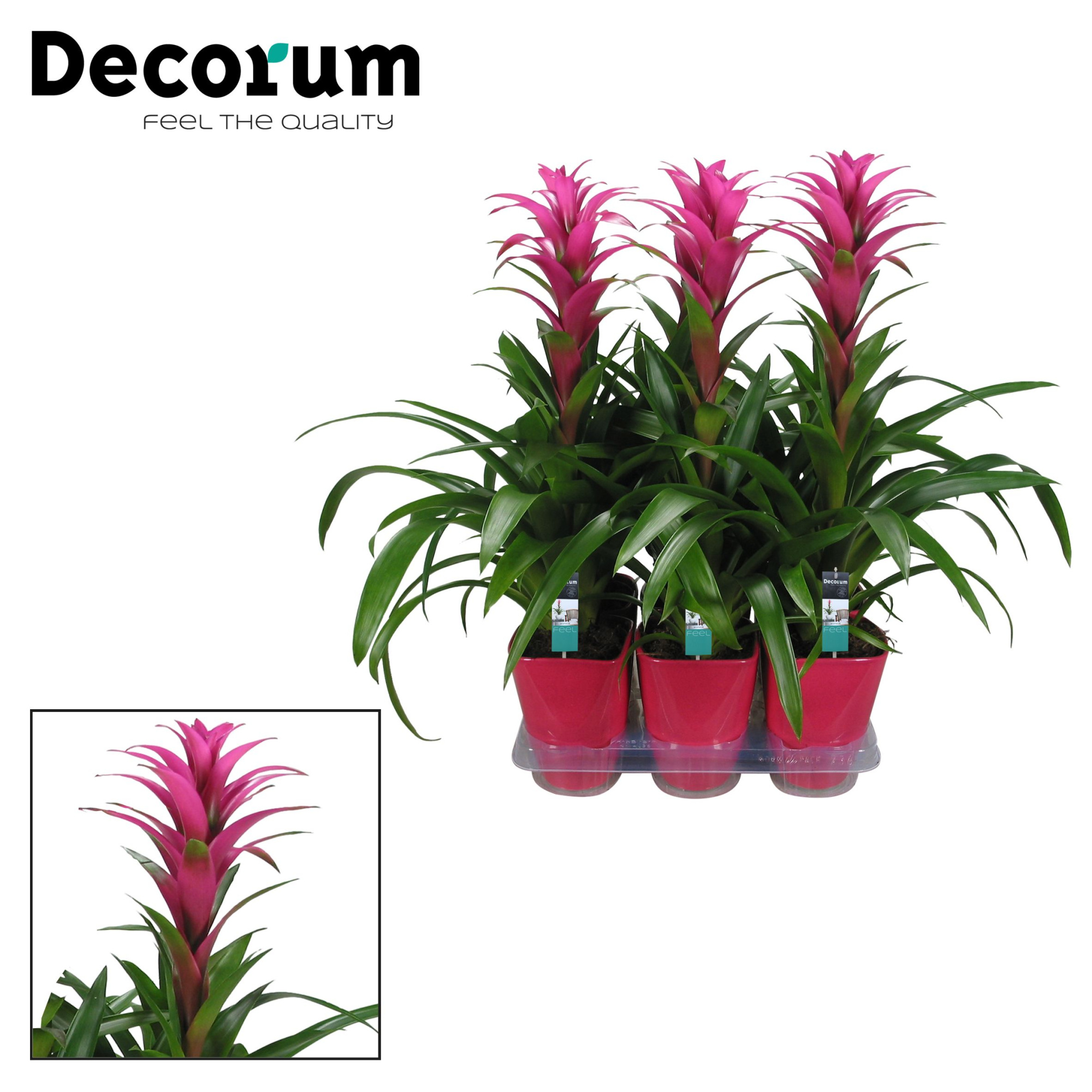 Guzmania Freya Luxe Keramiek (Decorum), D 14