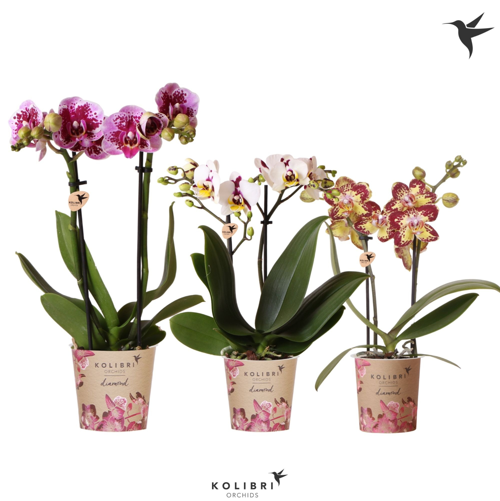 Kolibri Orchids Phalaenopsis Diamond mix 2 spike, D 9