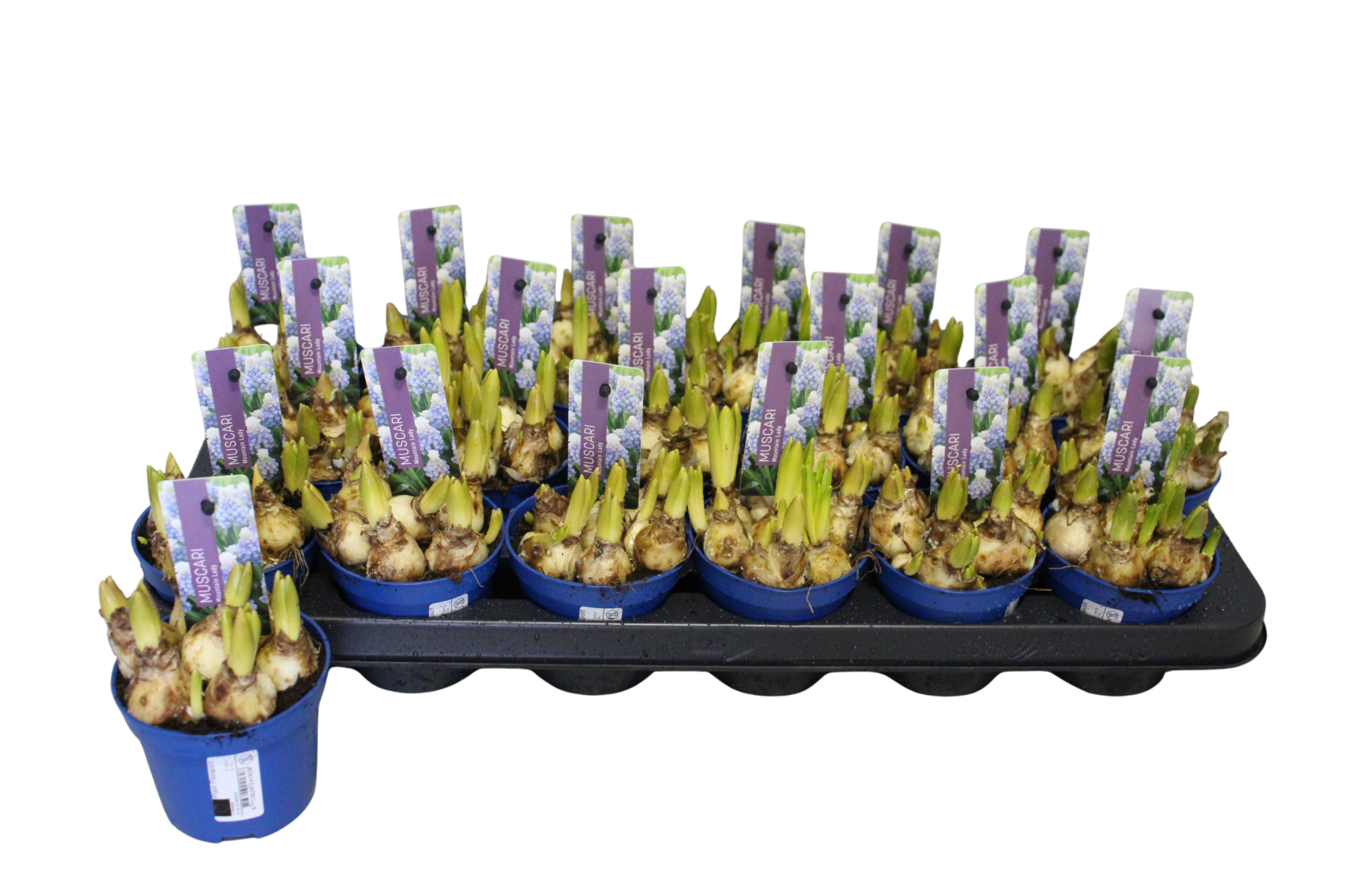 Muscari Mountain Lady P9, D 9