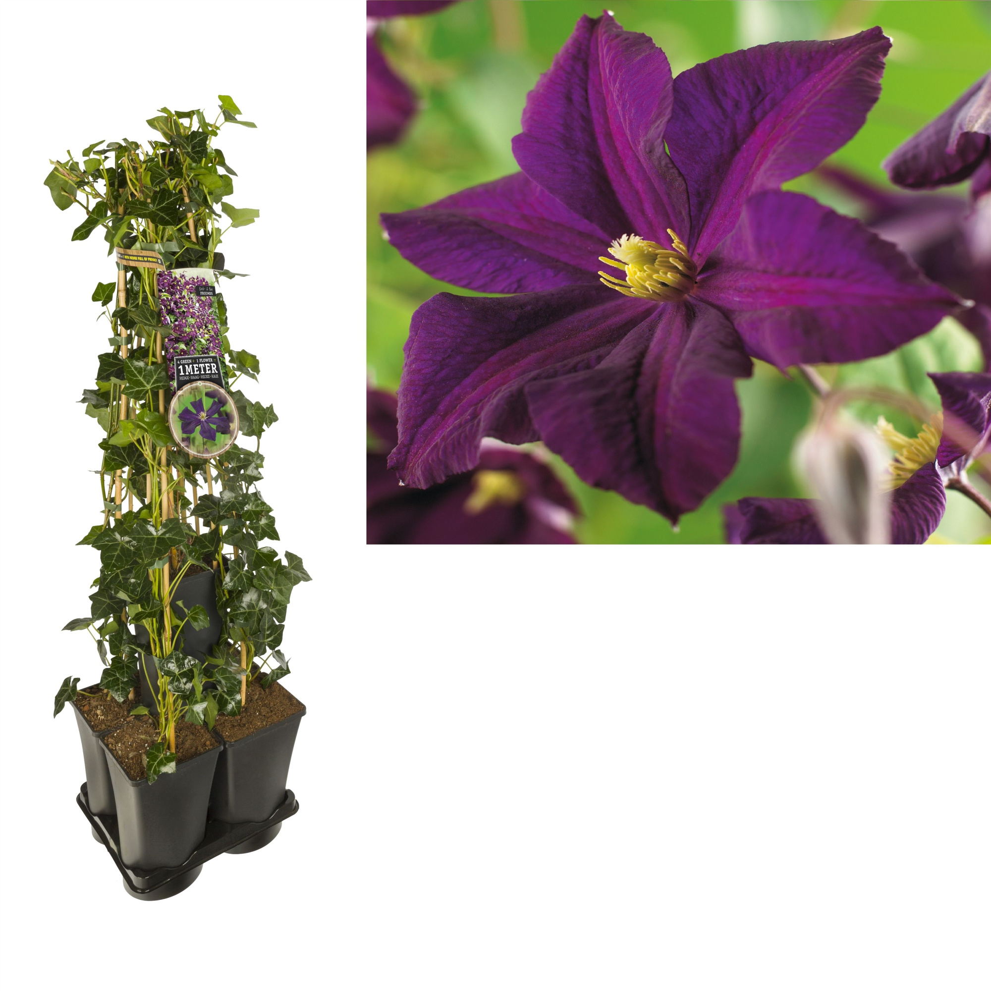 1 m. privacy mix Hedera + Clematis 'Romantika' +label, D 17