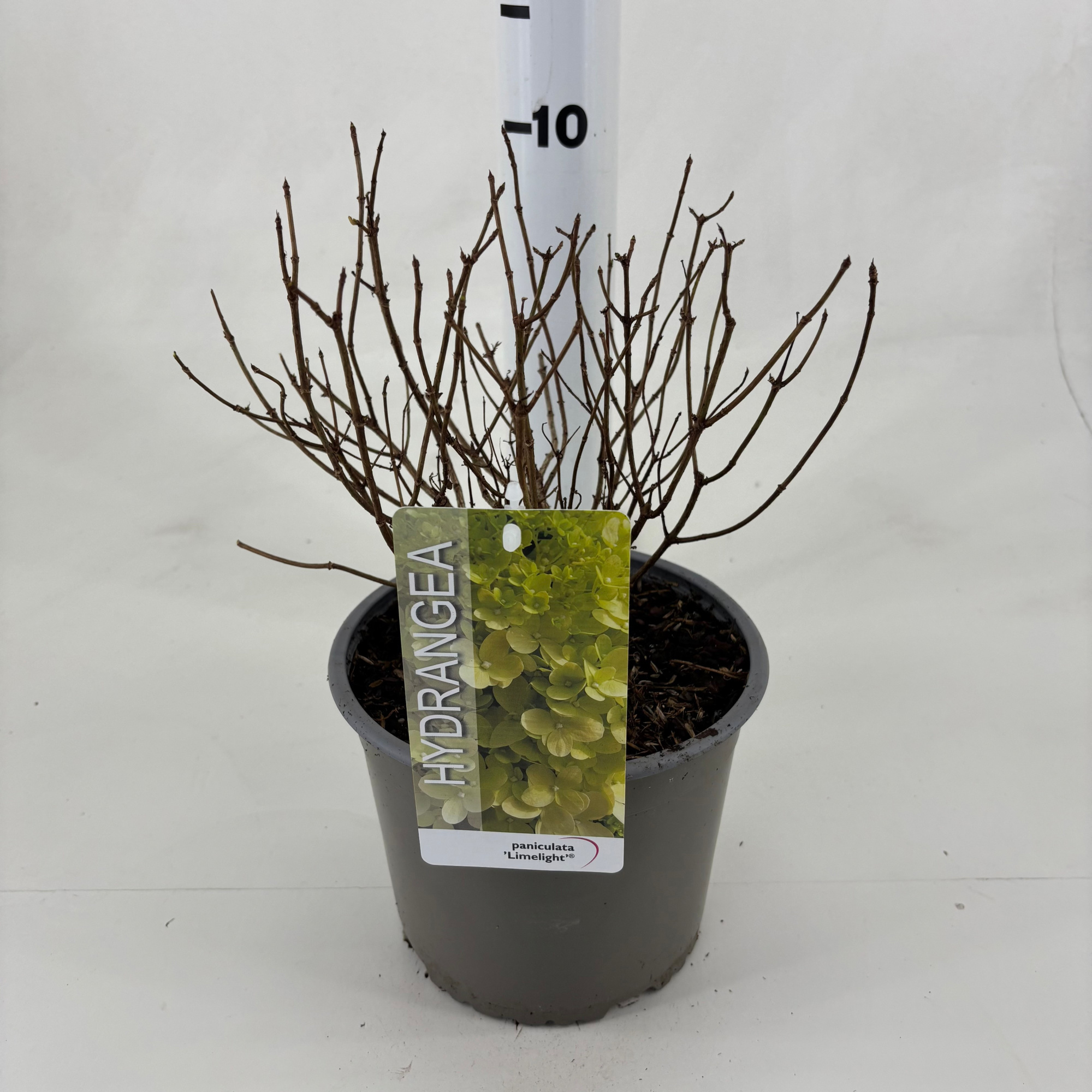 Hydrangea paniculata 'Limelight' ®, D 19