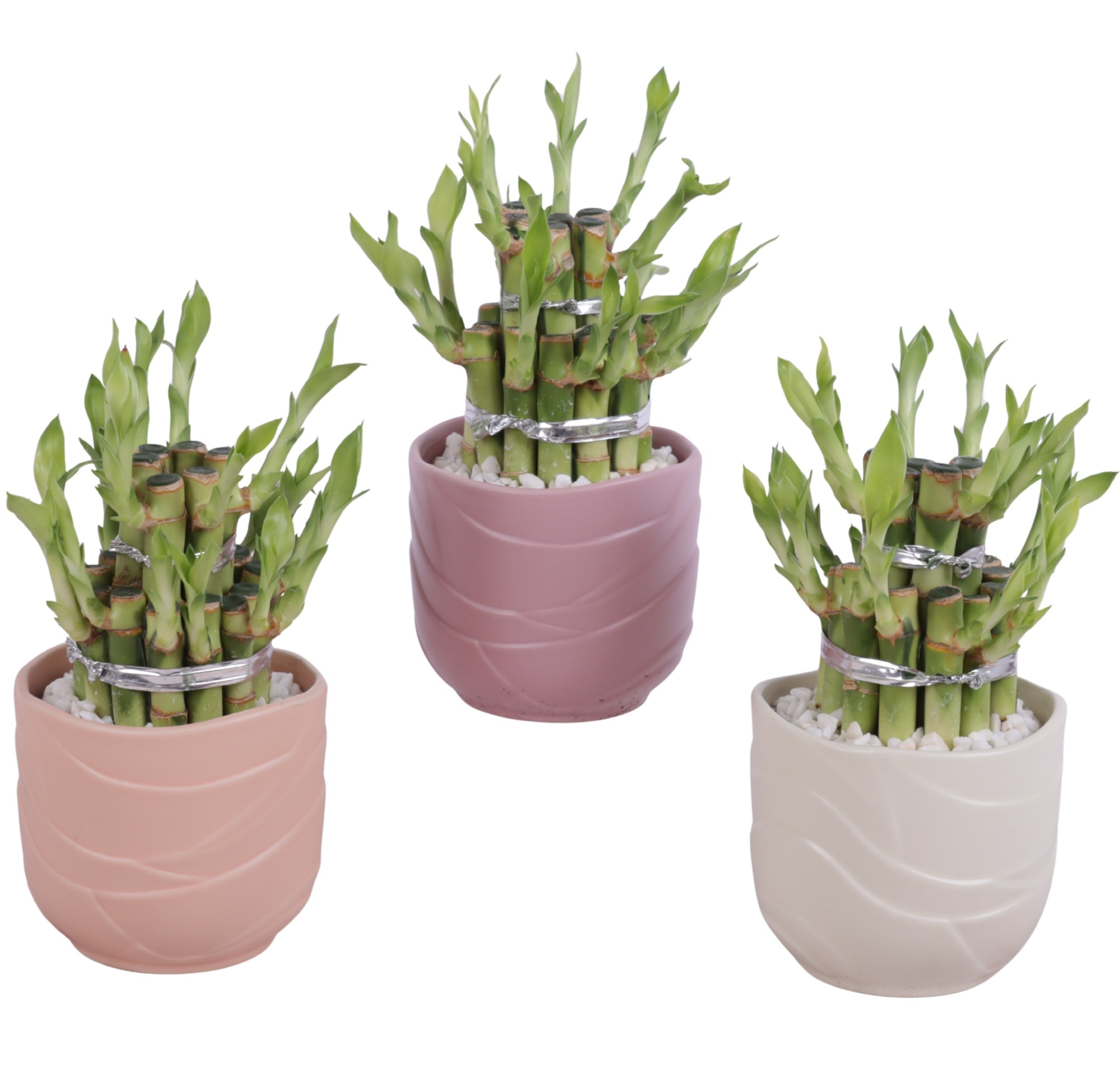 Lucky Bamboo Shape Round 2B Ø10cm Ceramic SE660, D 10