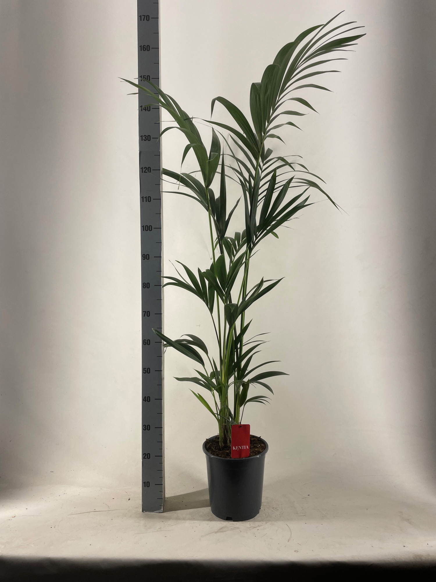 KENTIA - P24 H160 - 5PP - EcoLine (Howea forsteriana), D 24