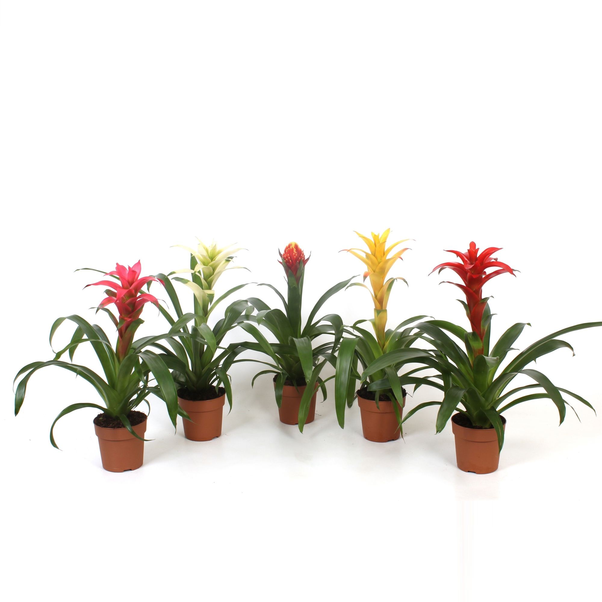 Guzmania mix Sublime, D 12