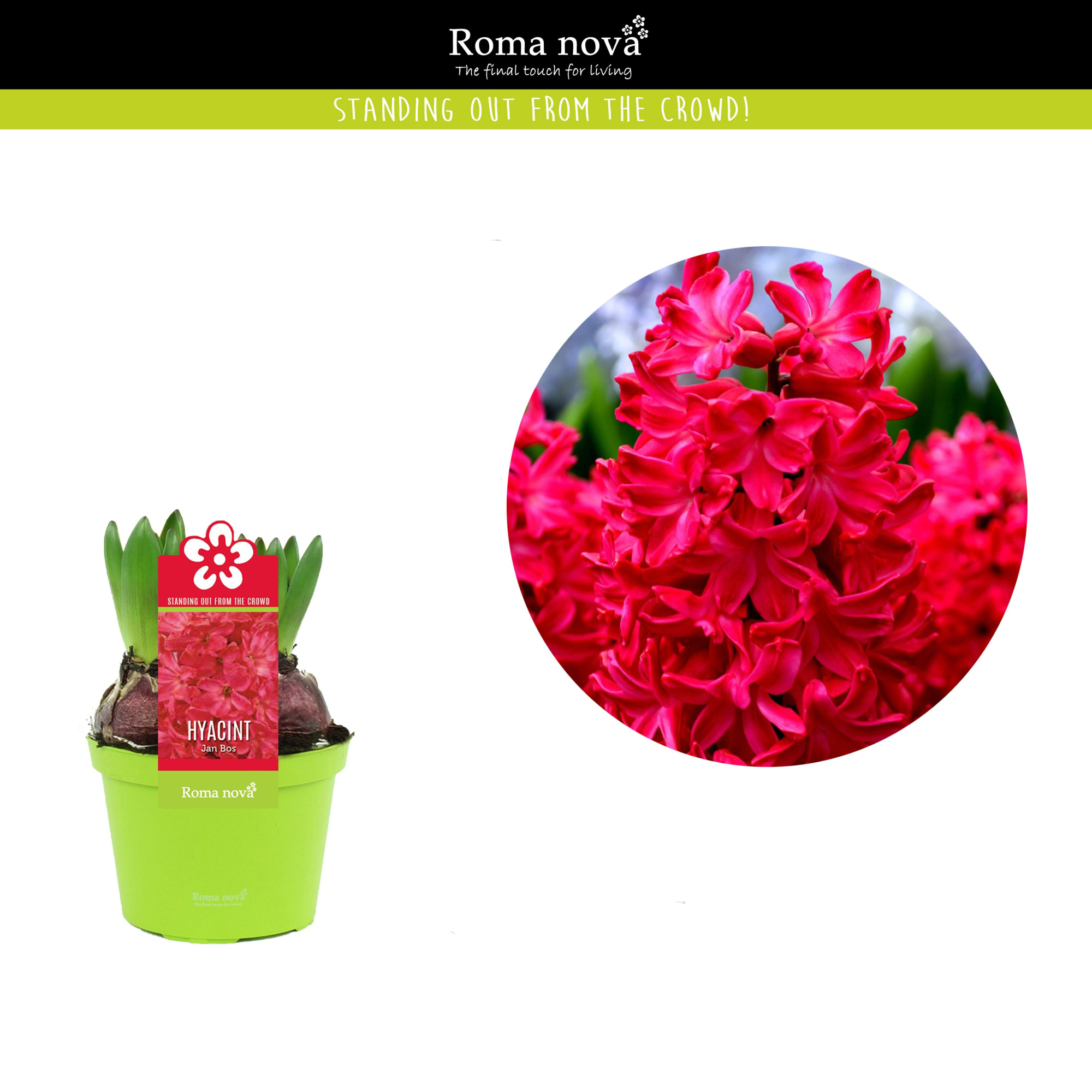 Hyacint Jan Bos 12cm, D 12