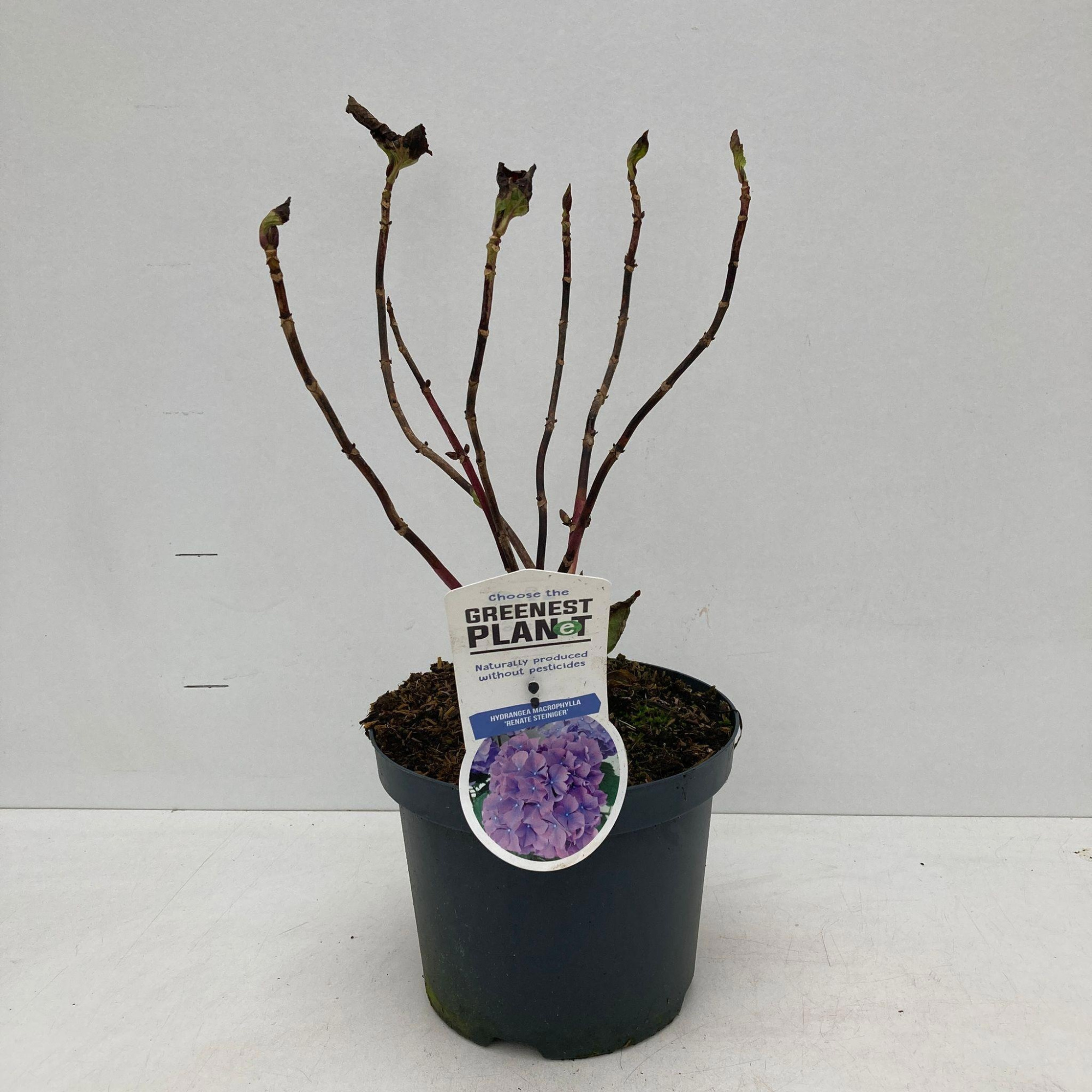 Hydrangea macr. ‘Renate Steiniger’, D 19