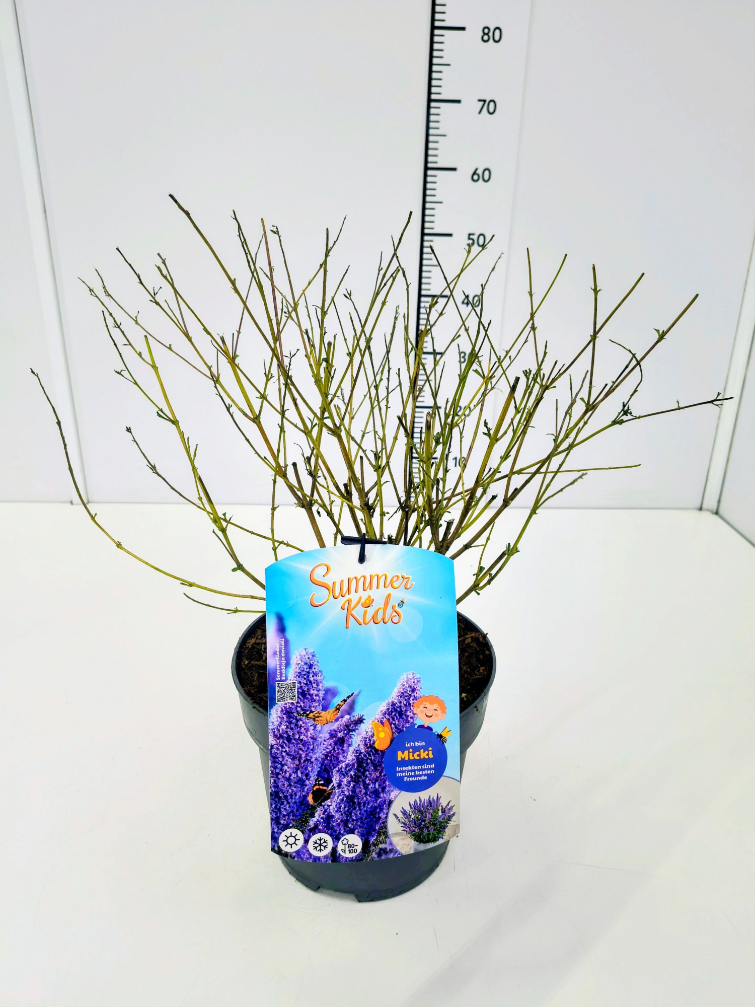 Buddleja d. 'Summer Kids® Micki' C5, D 23