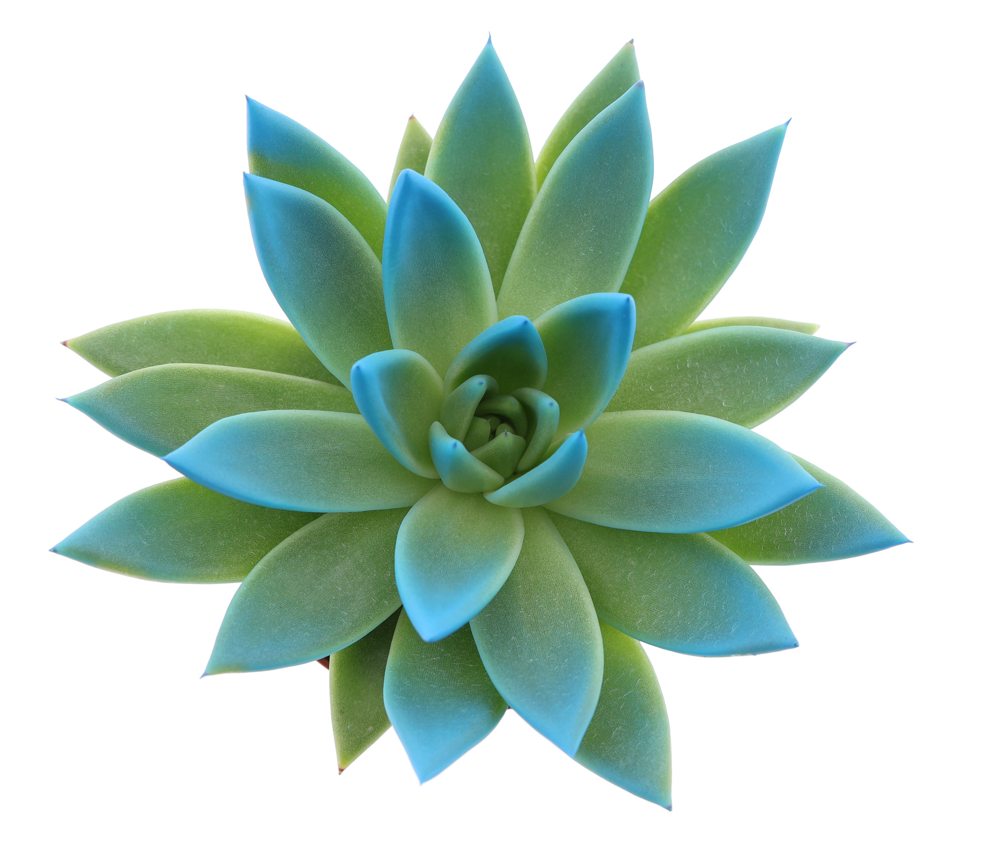 Miranda tips mint, D 8,5