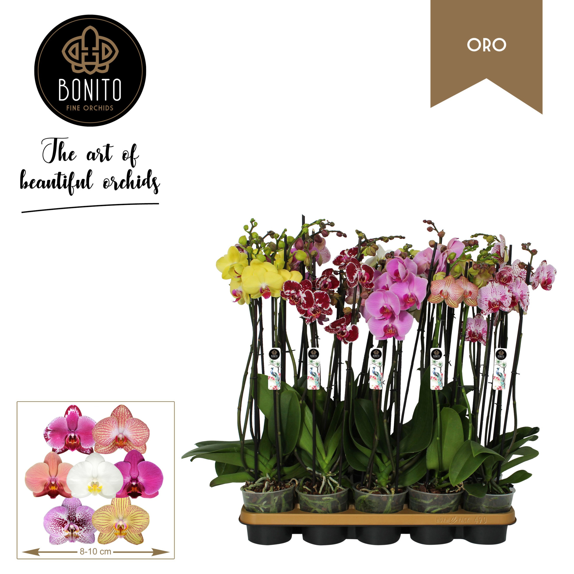 Phal. Oro mix - 4-tak met 7 kleuren, D 12