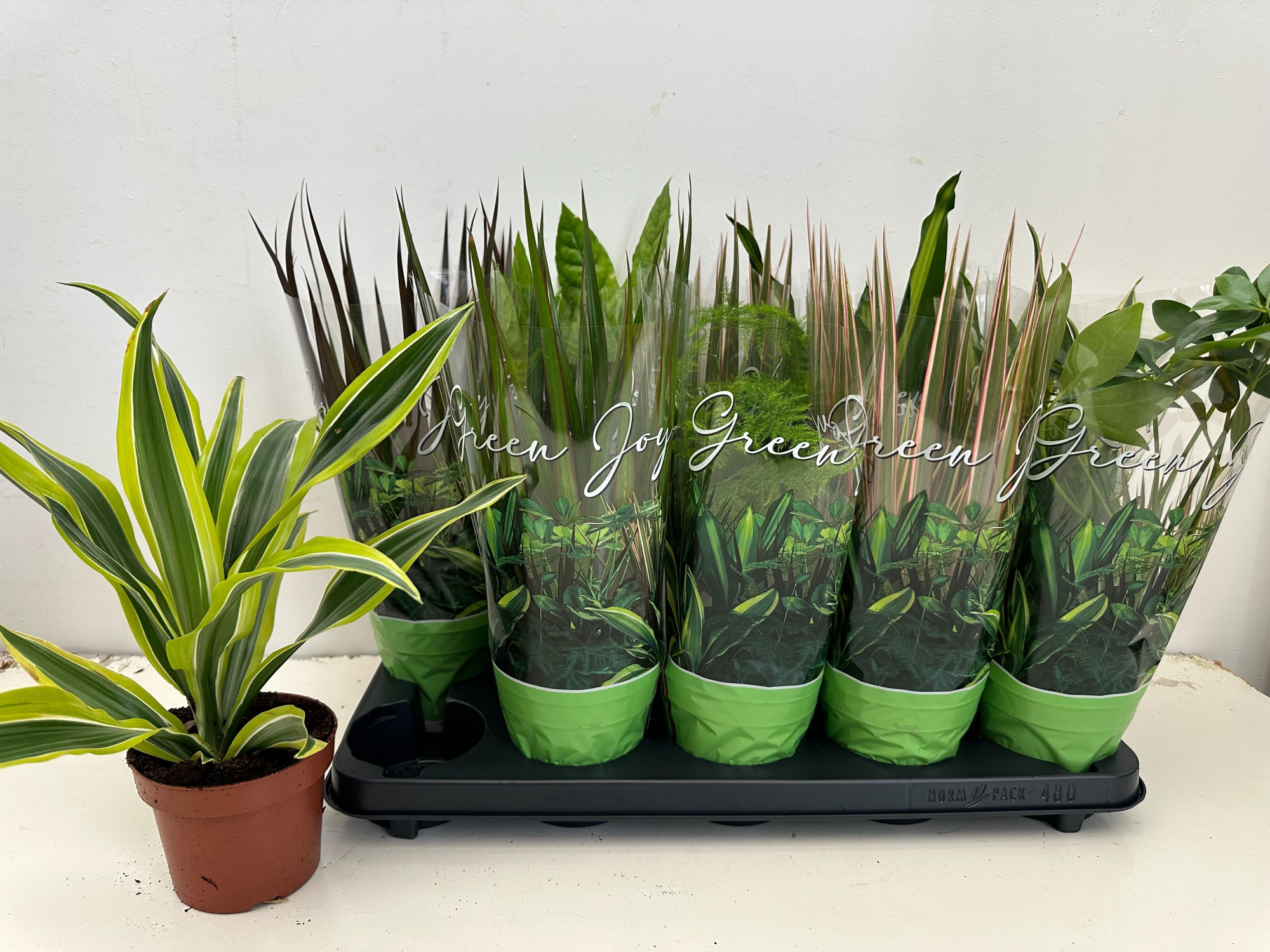 Groenmix 6 soorten, D 12