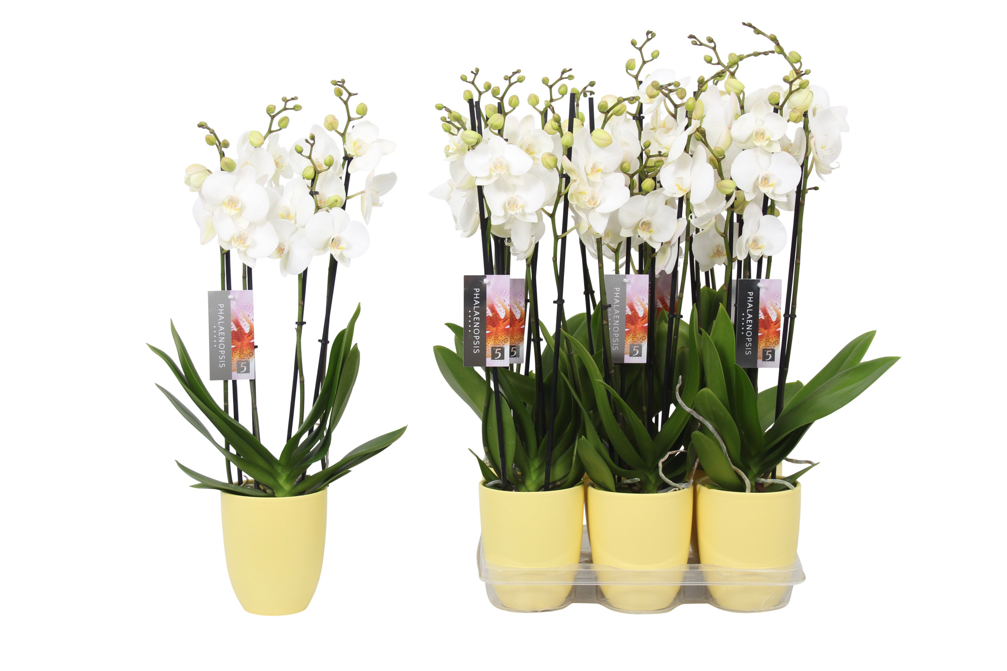 Phalaenopsis White, 4-spike Yellow Ceramics, D 12