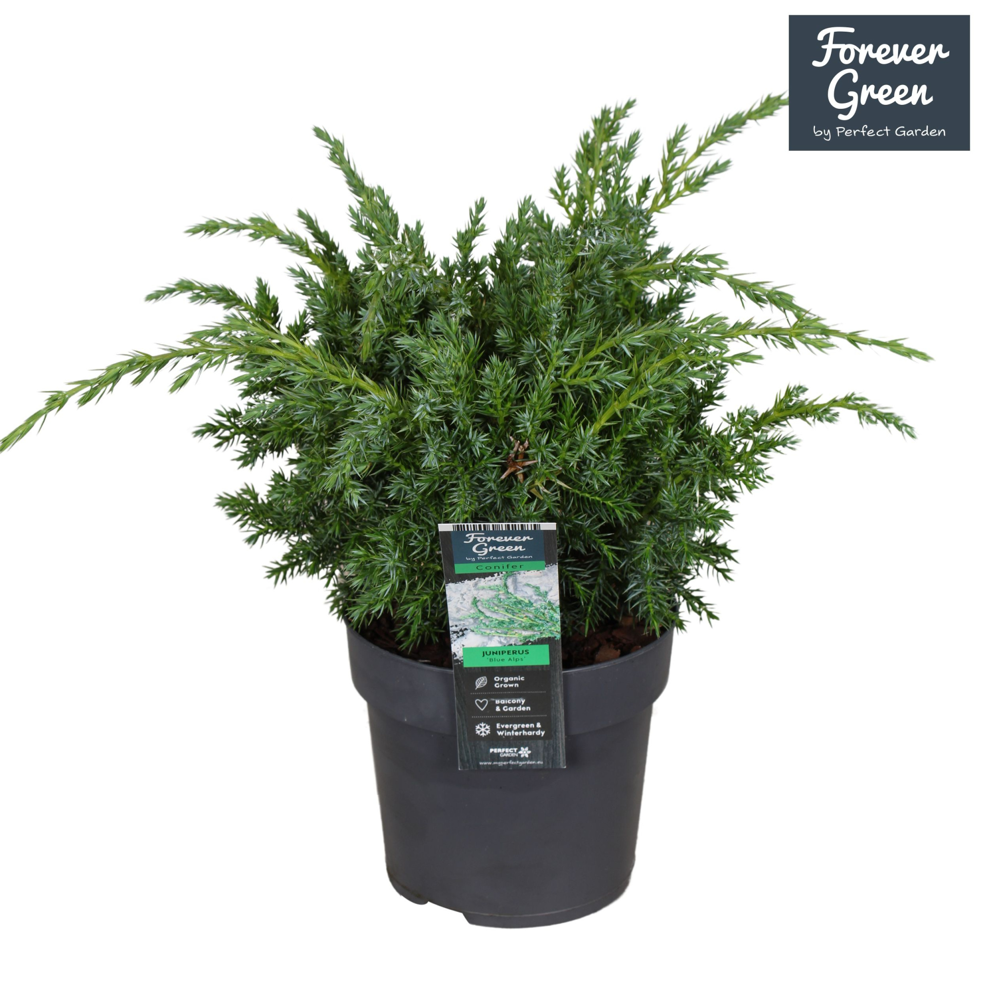 Juniperus chinensis 'Blue Alps' P14, D 14