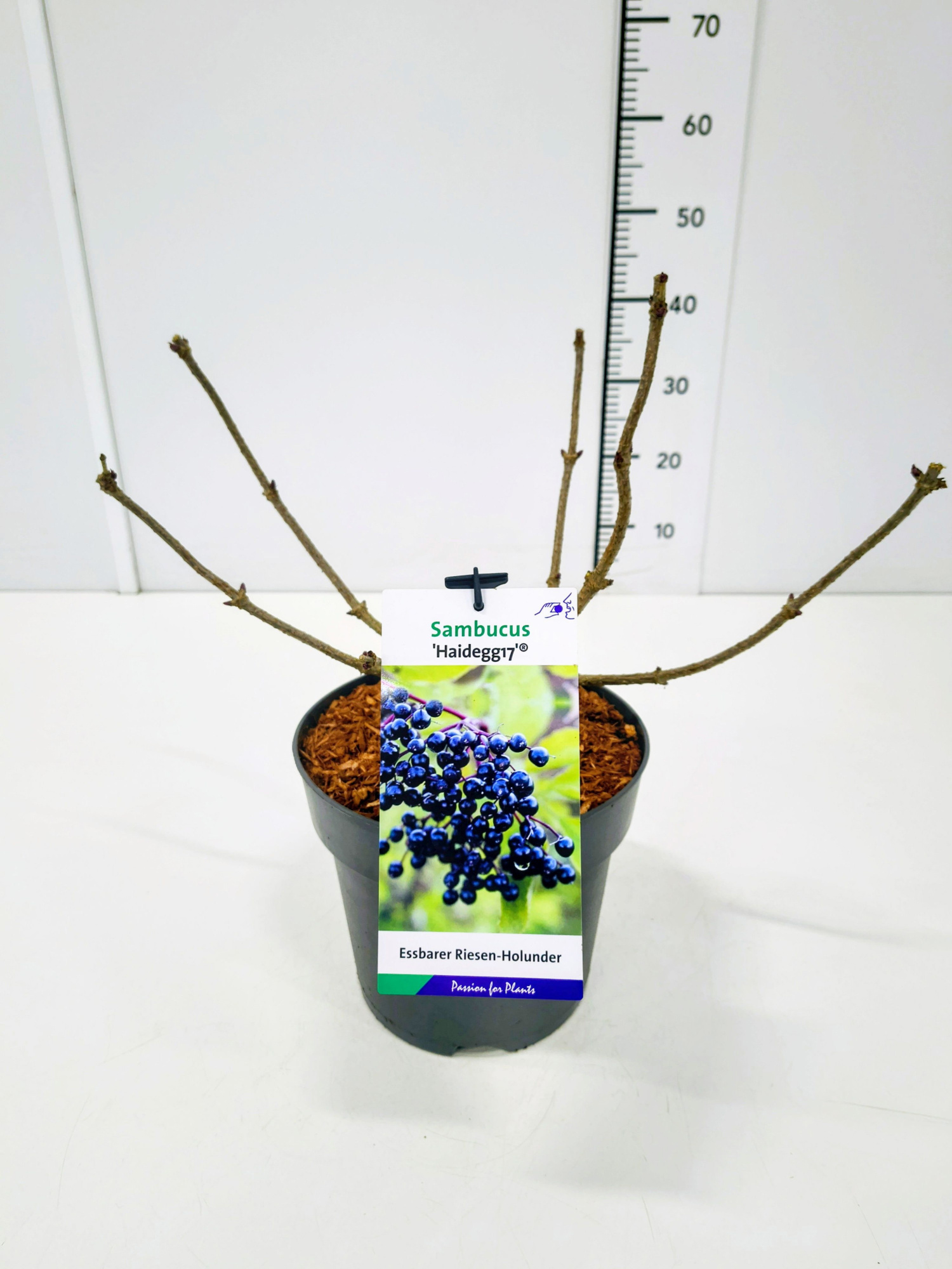 Sambucus nigra 'Haidegg' 30-40C5, D 23