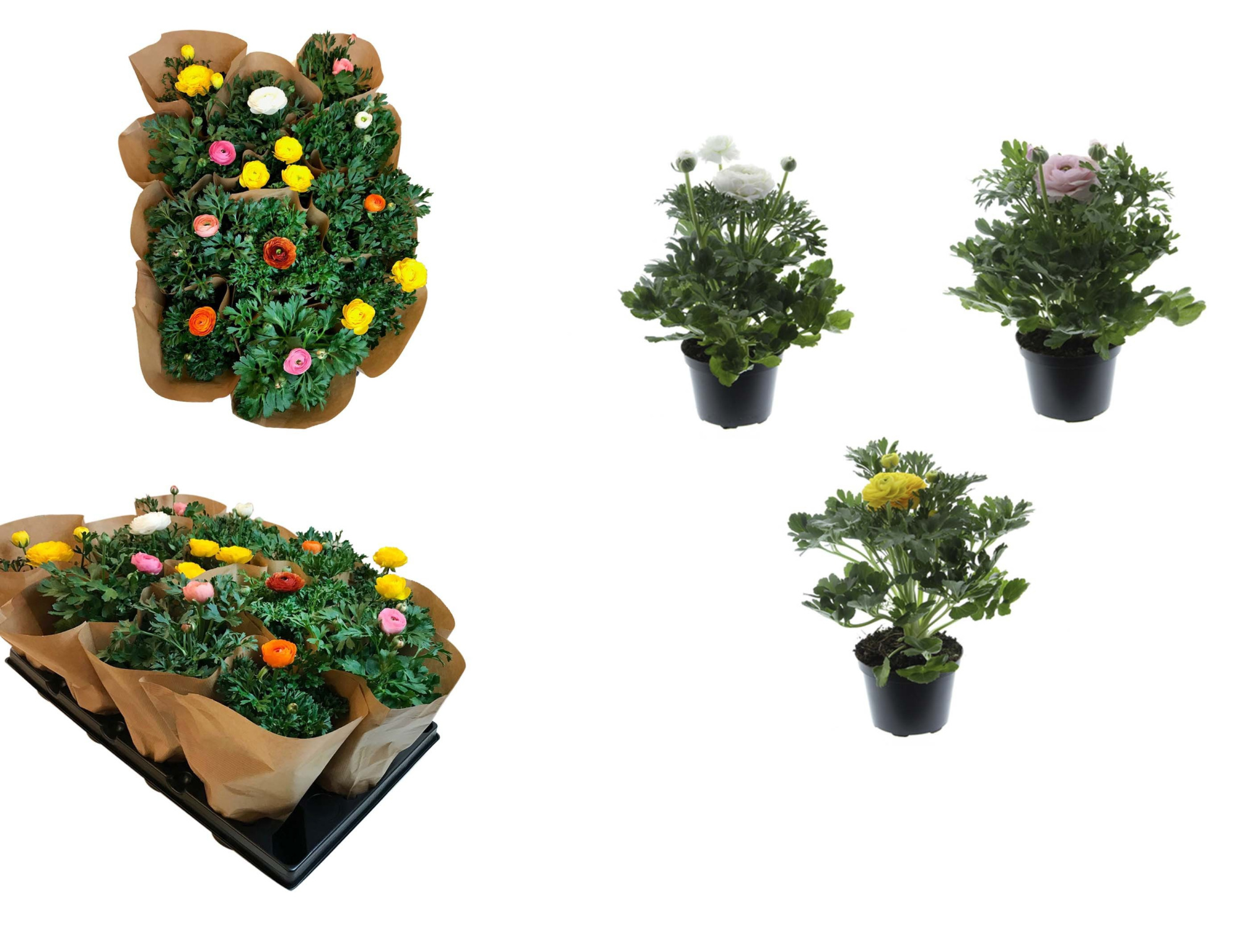 RANUNCULUS-HYBRID, D 11